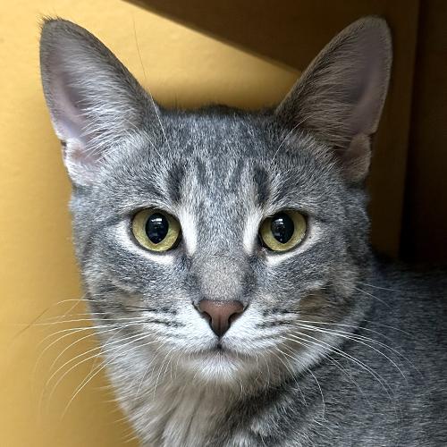Beverly, Adoptable, Kitten Female Domestic Short Hair.