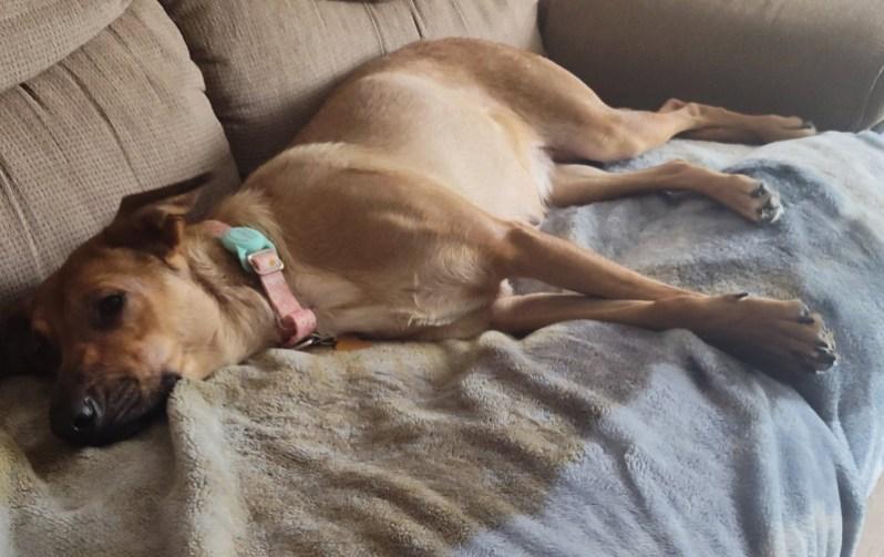 Savannah+ thumbnail 4