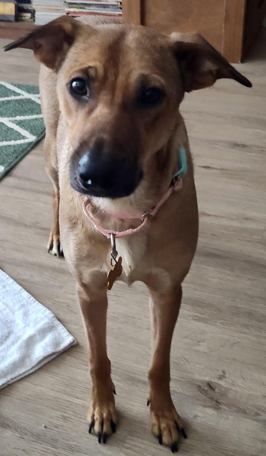 Savannah+ thumbnail 3