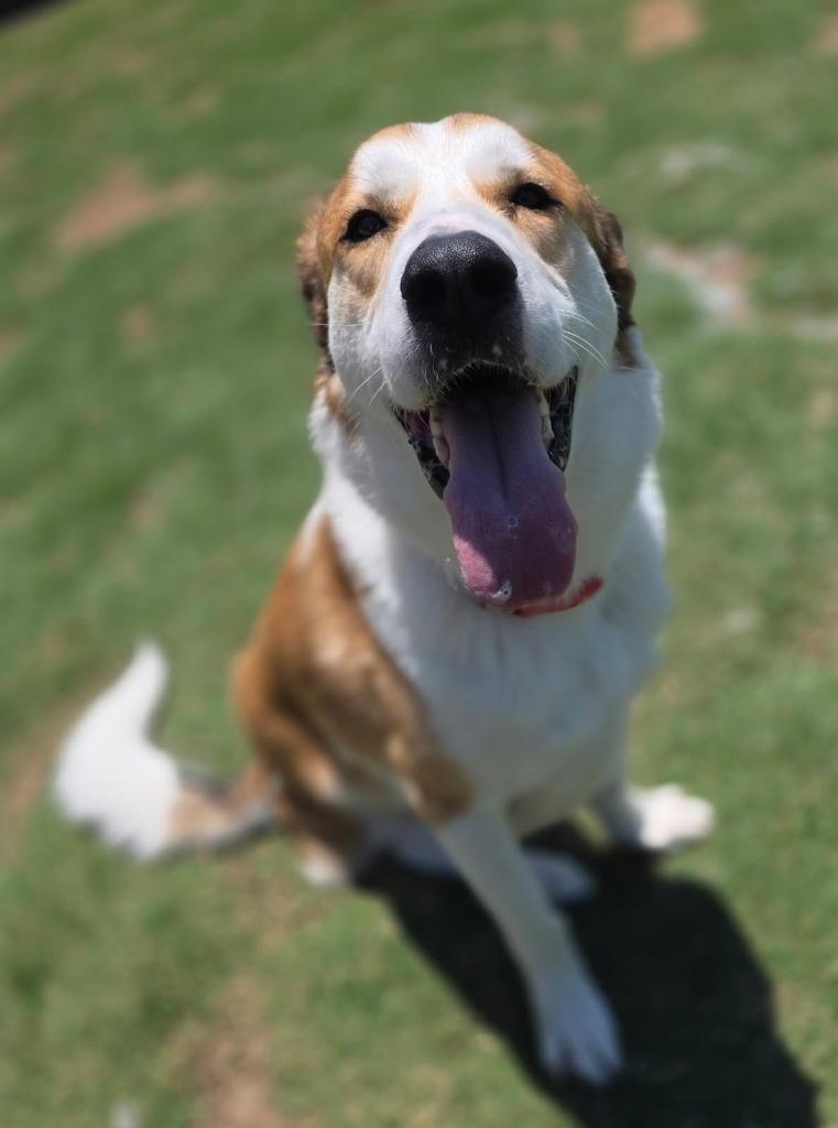 Henry, Adoptable, Adult Male Anatolian Shepherd.