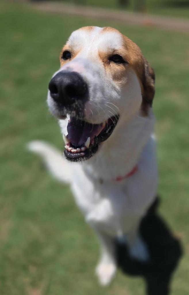 Enlarge Henry, a Adoptable Anatolian Shepherd in Little Elm, TX image 2/3