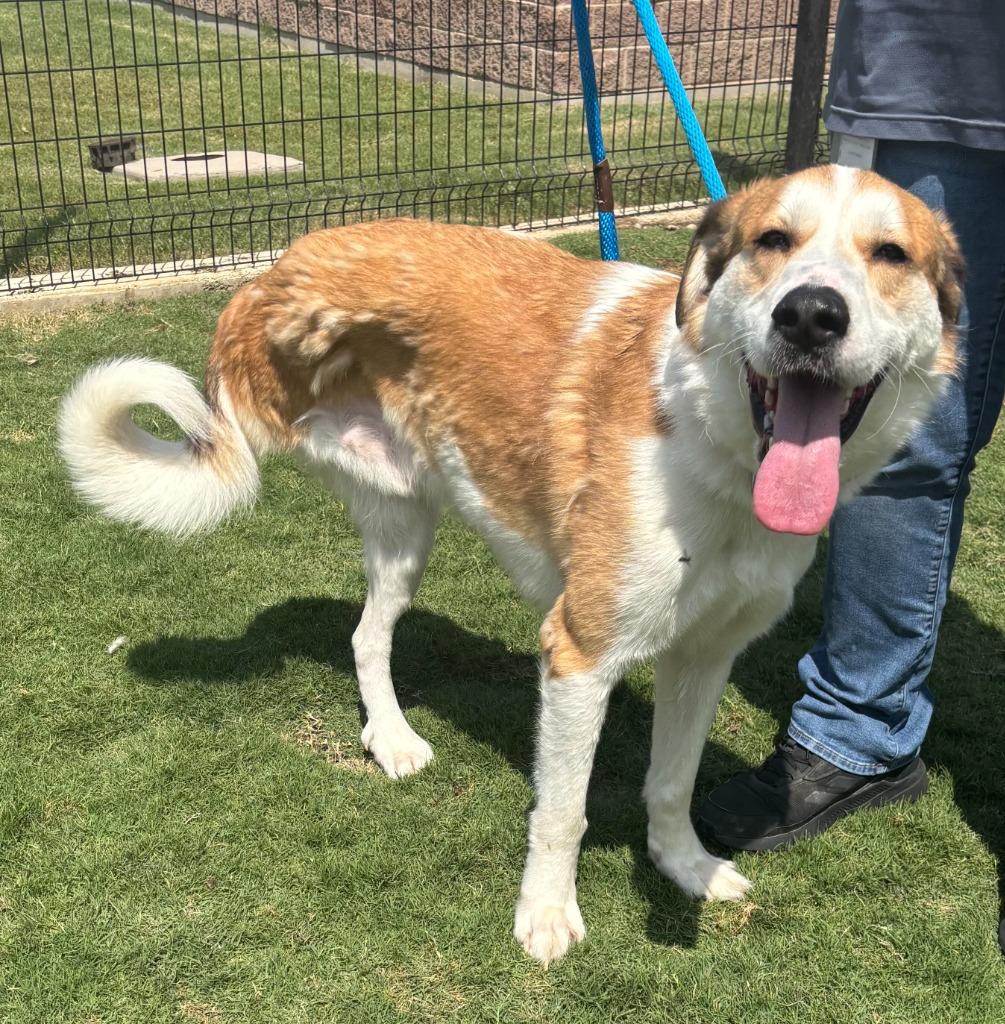 Enlarge Henry, a Adoptable Anatolian Shepherd in Little Elm, TX image 3/3