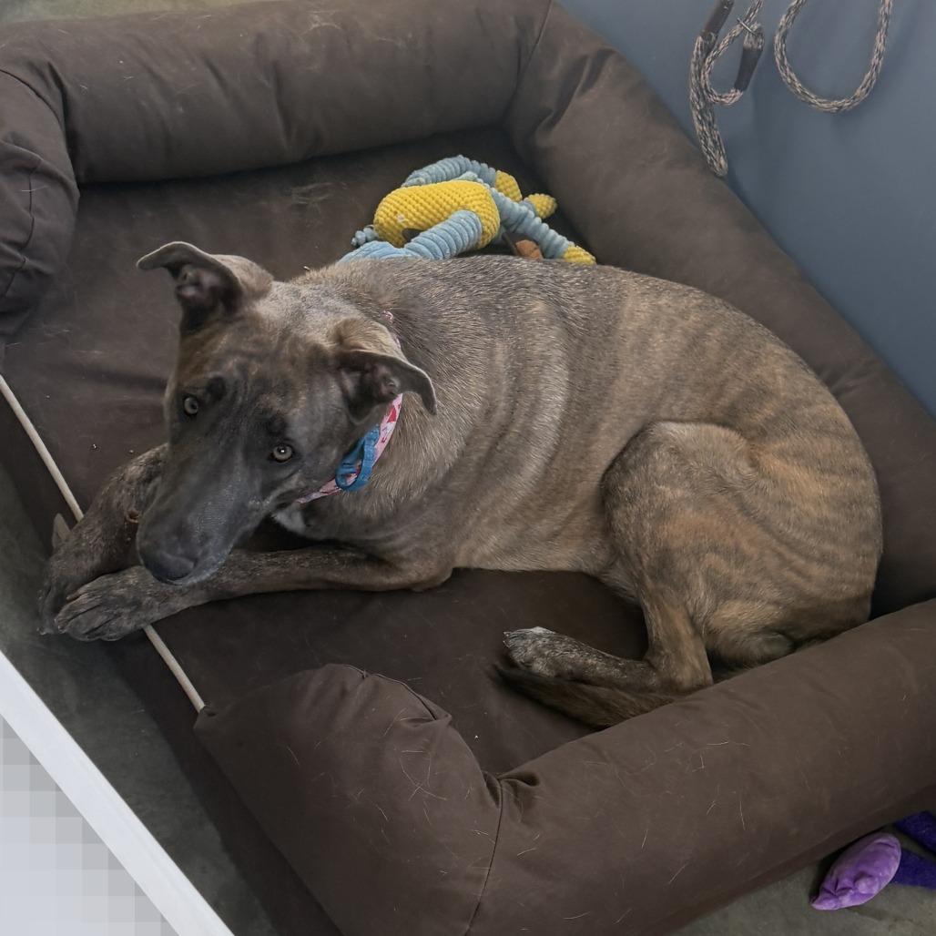 Xaria *Avail by Appt*, Adoptable, Adult Female Mixed Breed.