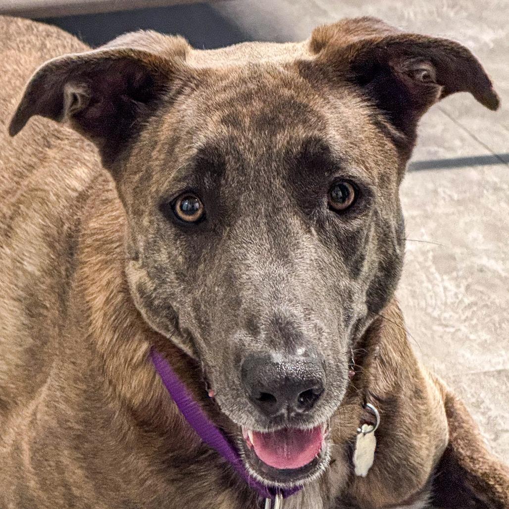 Enlarge Xaria *Avail by Appt*, a Adoptable Mixed Breed in Kennebunk, ME image 5/6