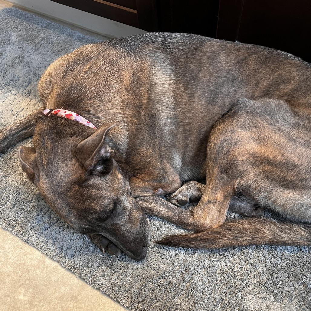 Enlarge Xaria *Avail by Appt*, a Adoptable Mixed Breed in Kennebunk, ME image 6/6