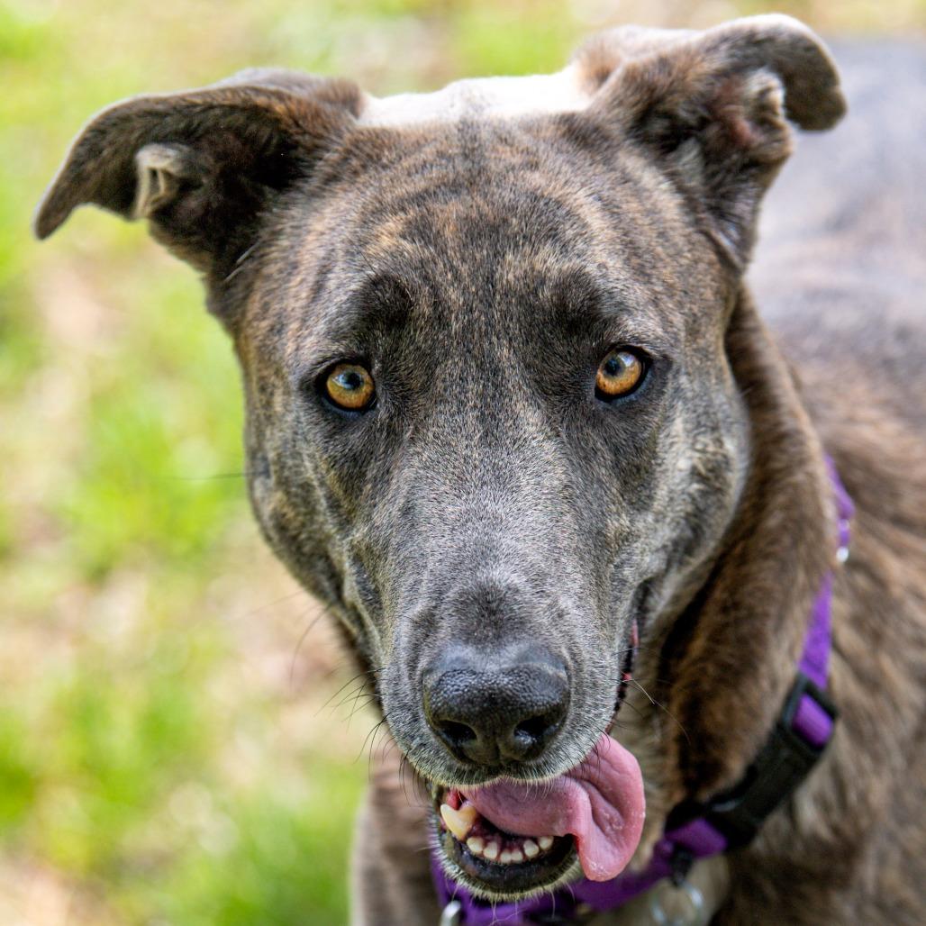 Xaria *Avail by Appt*, a Adoptable Mixed Breed in Kennebunk, ME image 5/6