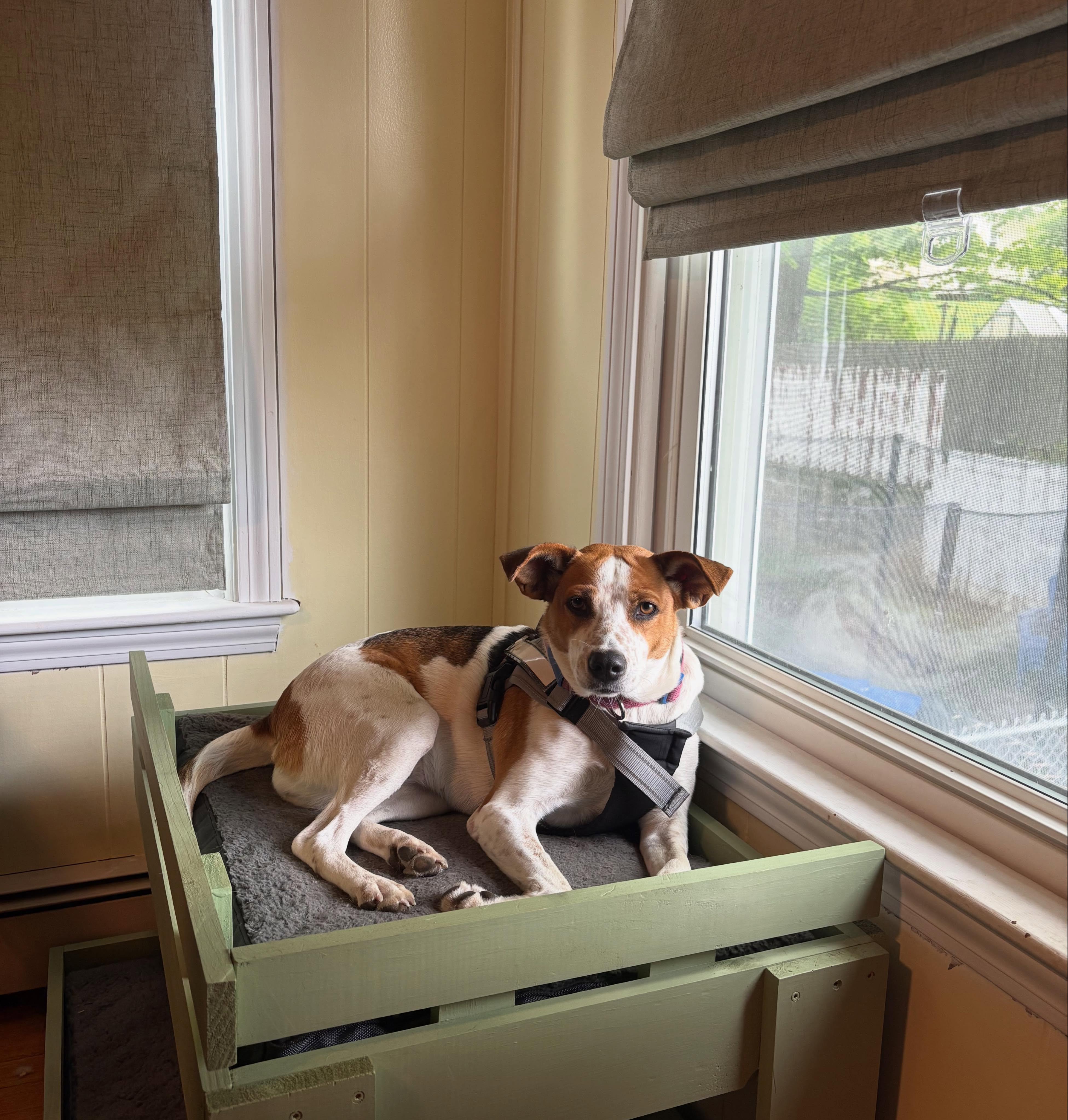 Enlarge Holly, a ADOPTABLE mixed breed in East Greenwich, RI image 4/5