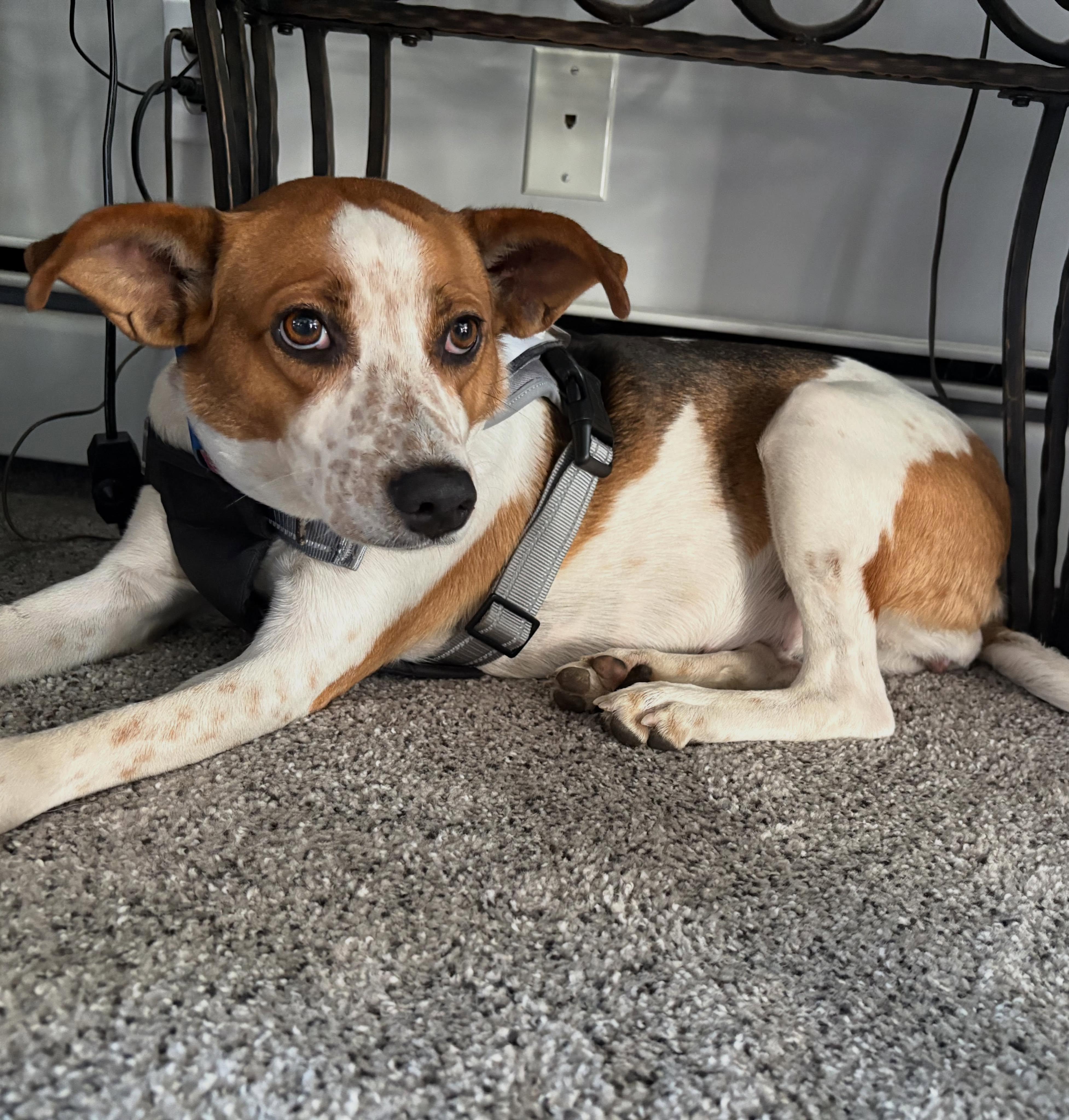 Enlarge Holly, a ADOPTABLE mixed breed in East Greenwich, RI image 5/5