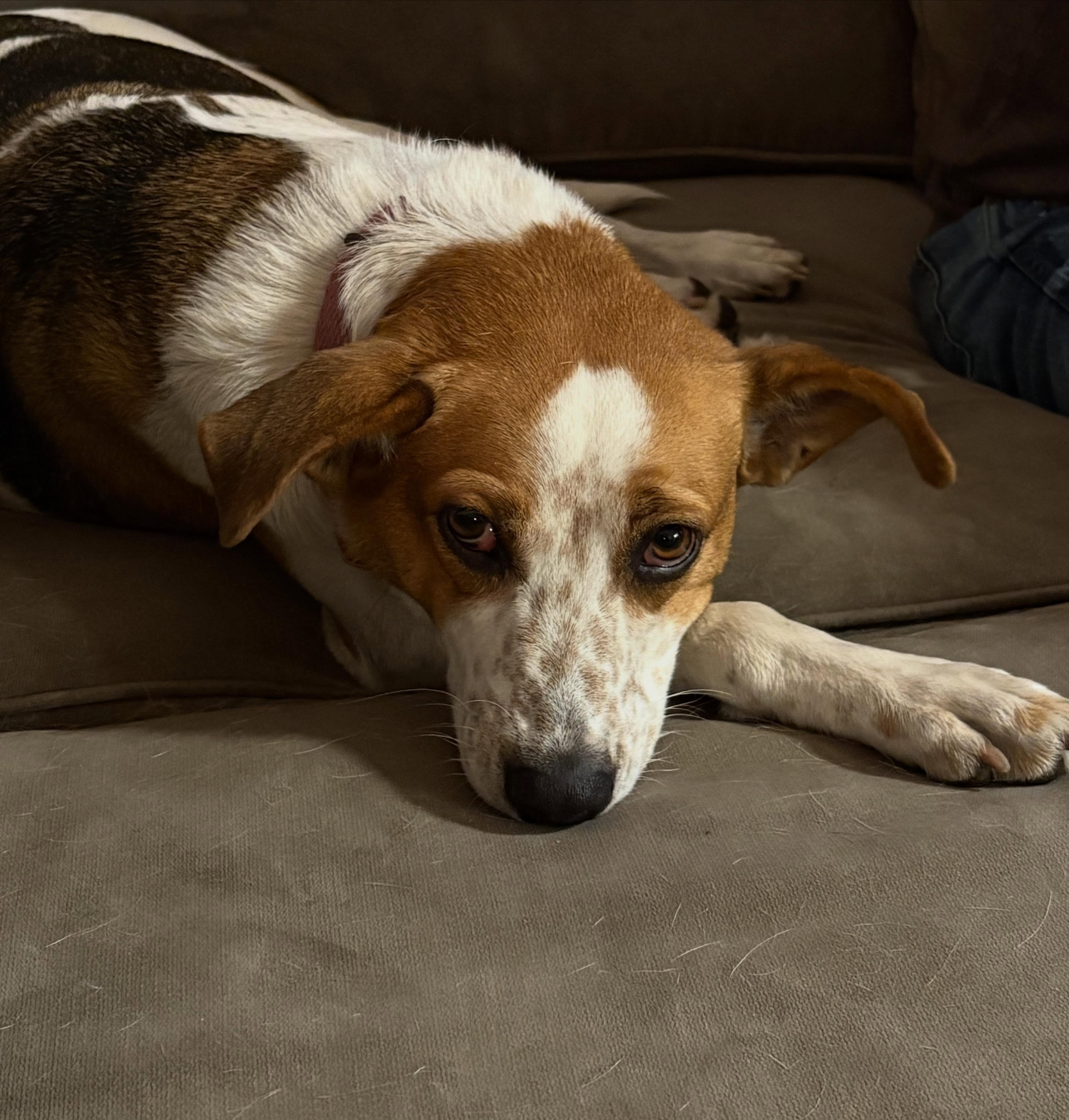 Enlarge Holly, a ADOPTABLE mixed breed in East Greenwich, RI image 3/5