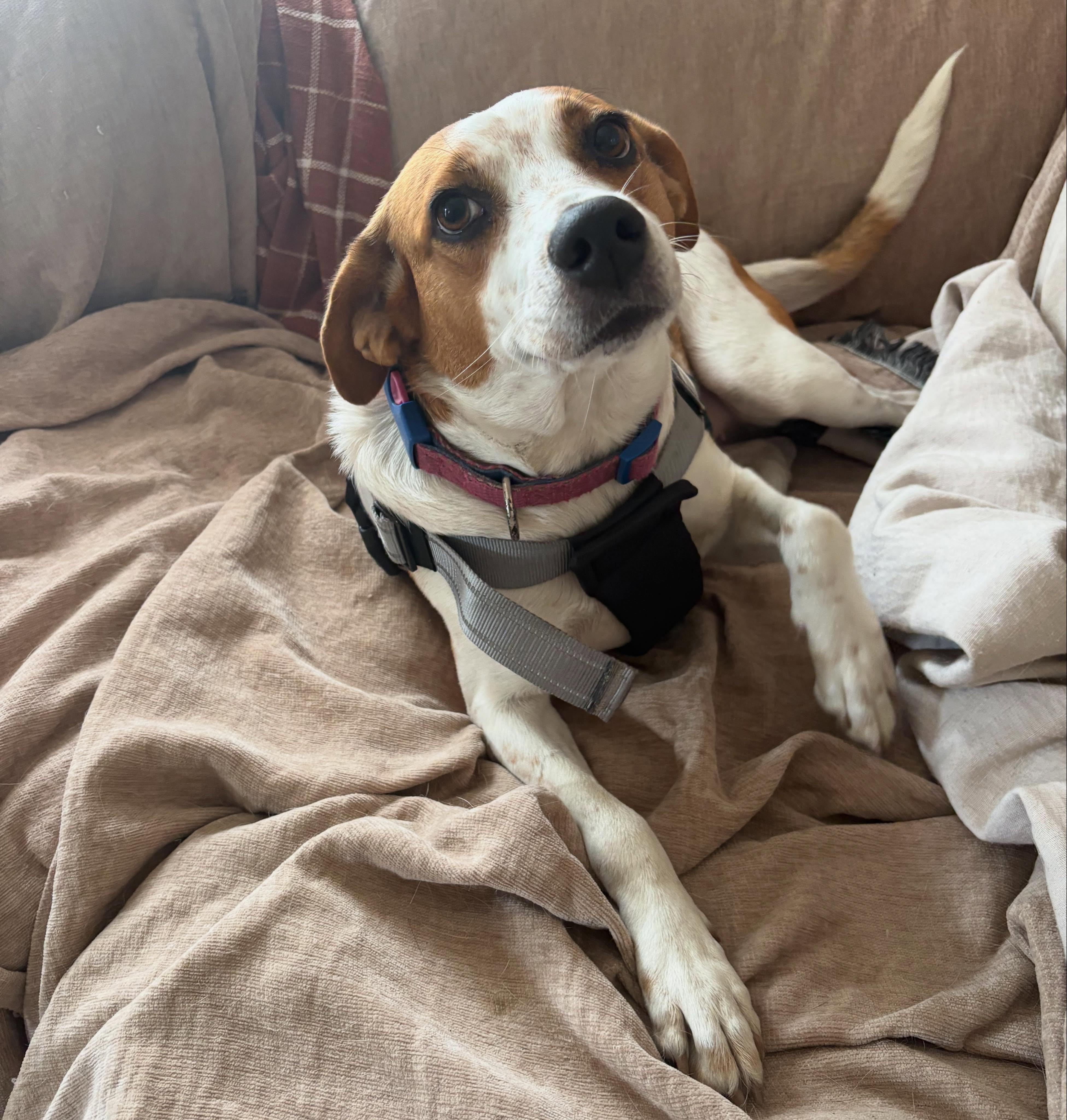 Enlarge Holly, a ADOPTABLE mixed breed in East Greenwich, RI image 2/5