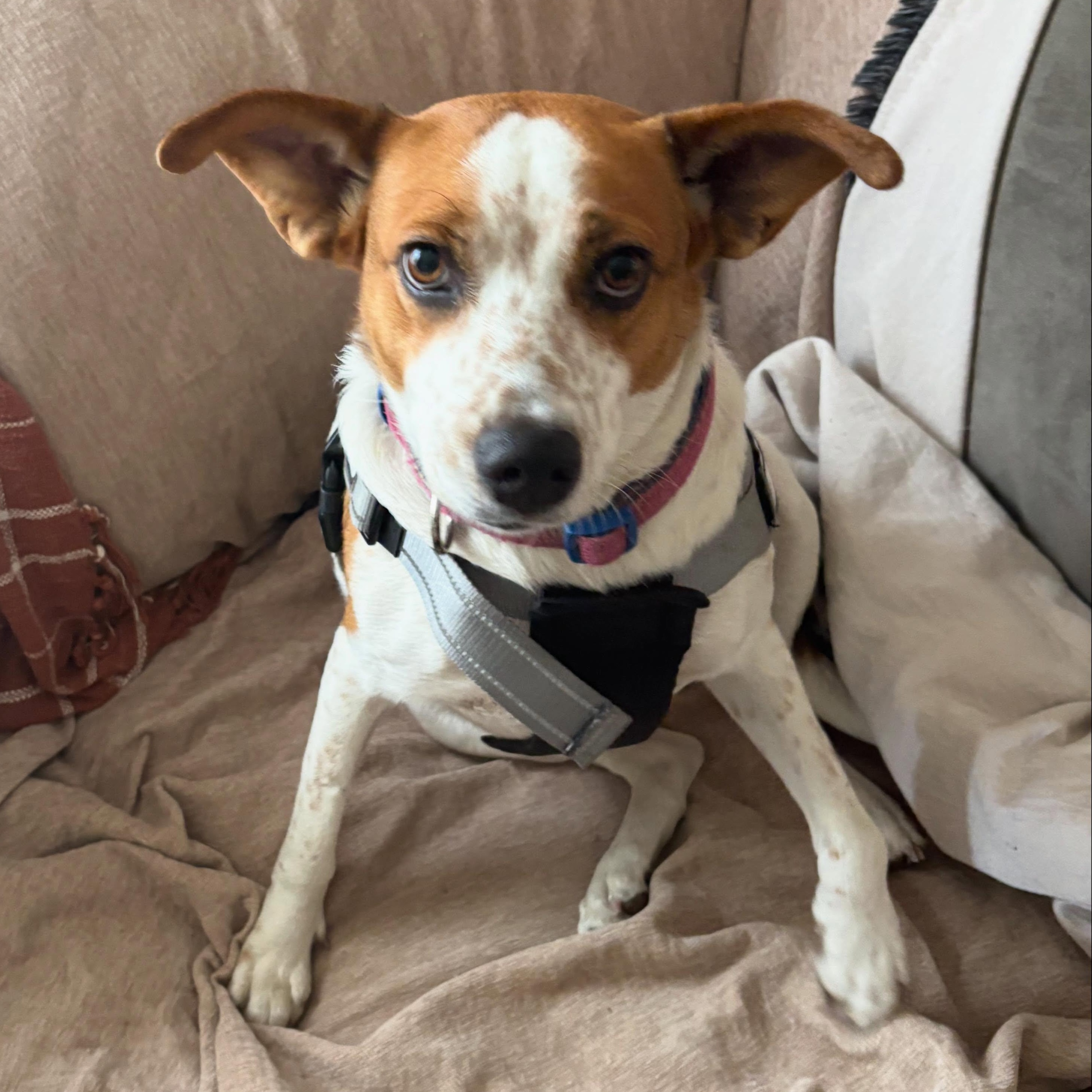 Holly, ADOPTABLE, Adult Female Beagle & Hound.