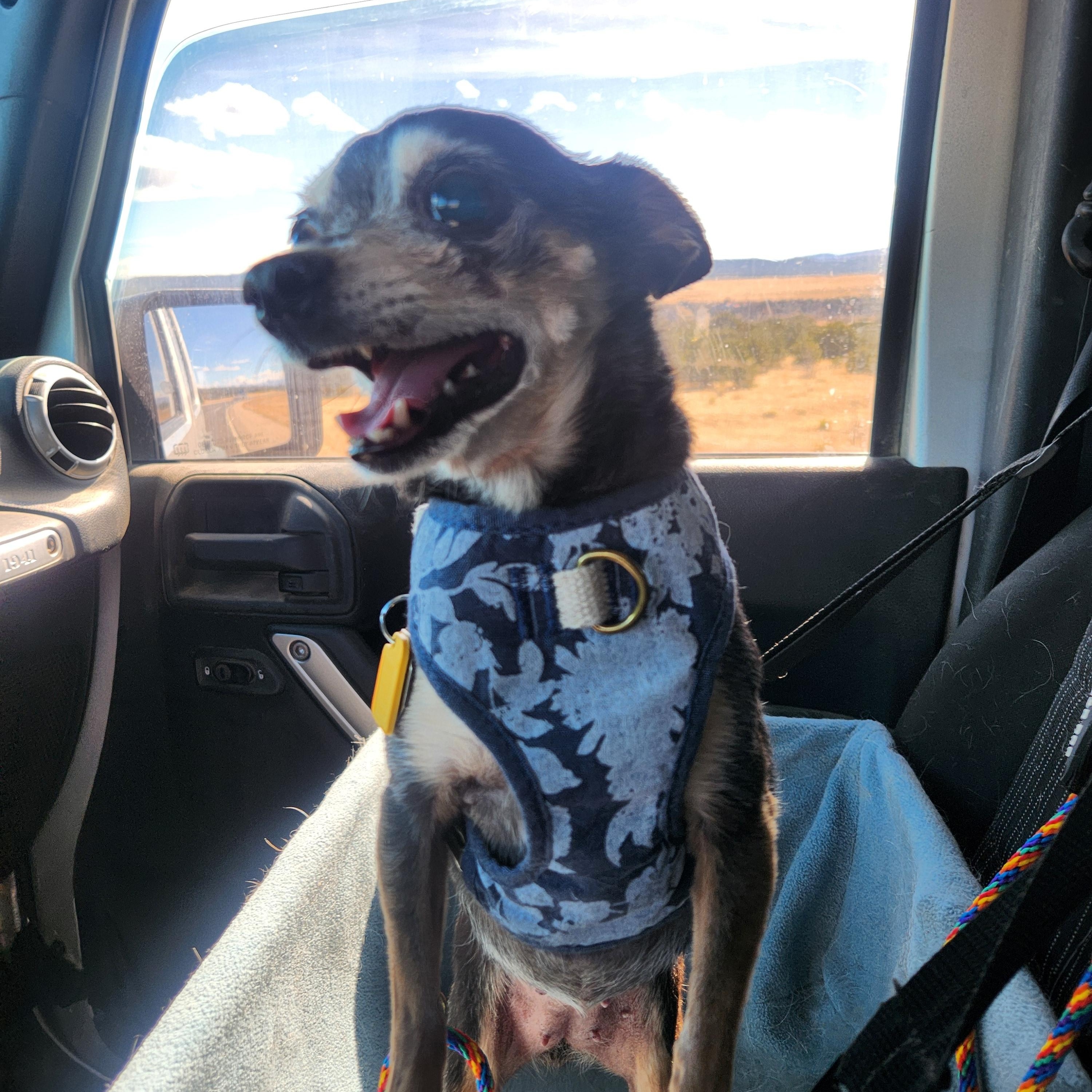 Bigg and Chiqus, a ADOPTABLE Chihuahua in Colorado Springs, CO image 3/4