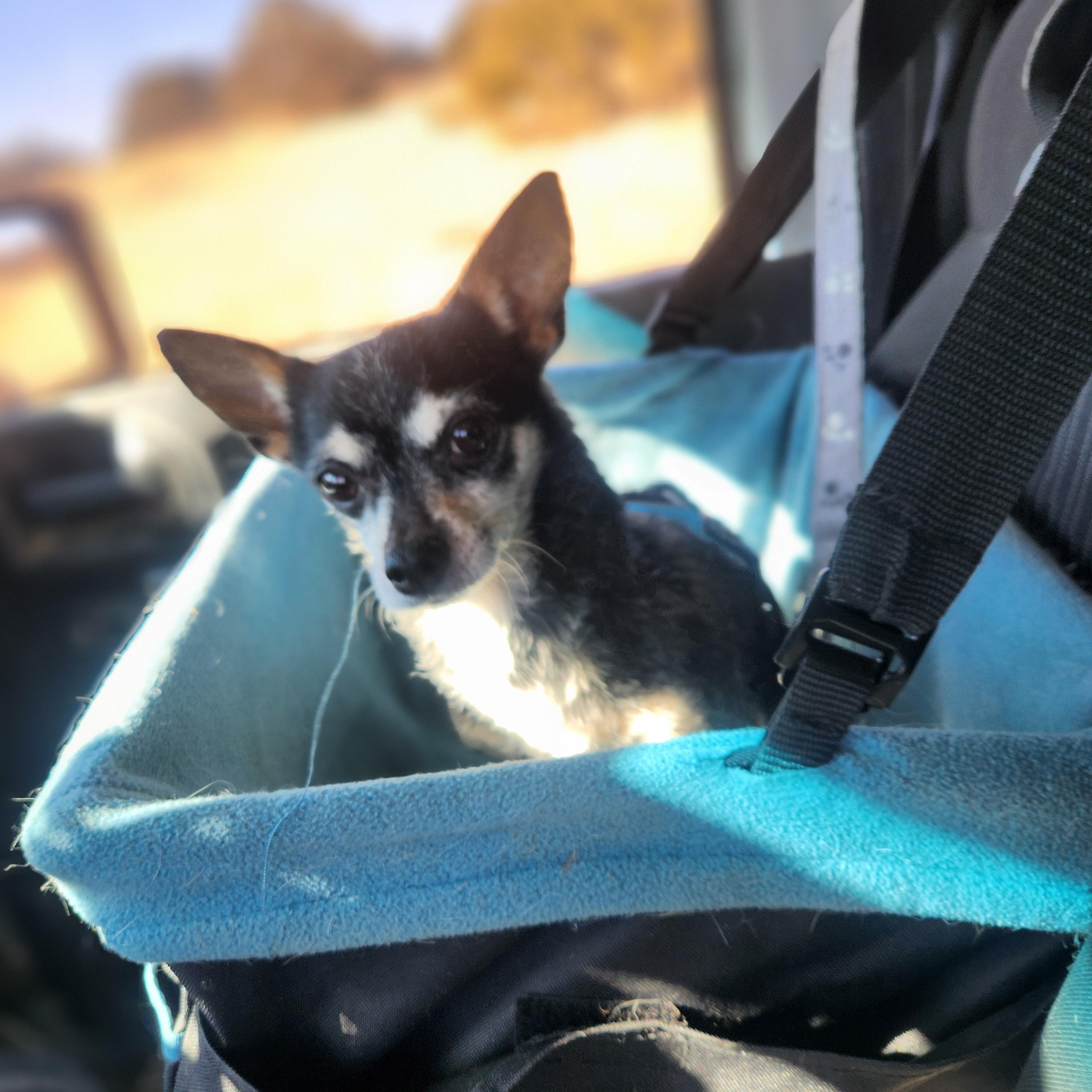 Bigg and Chiqus, a ADOPTABLE Chihuahua in Colorado Springs, CO image 2/4