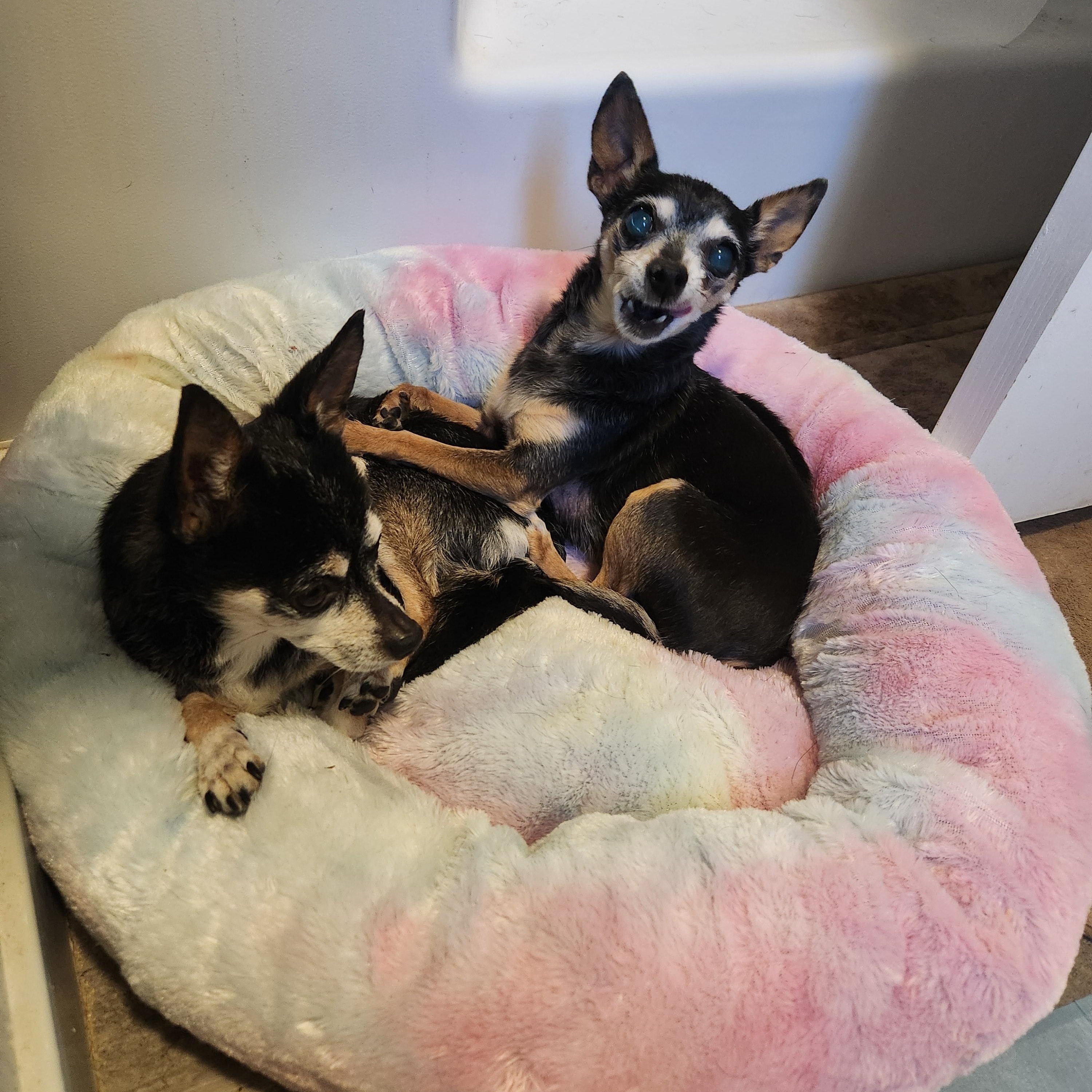 Bigg and Chiqus, a ADOPTABLE Chihuahua in Colorado Springs, CO image 4/4