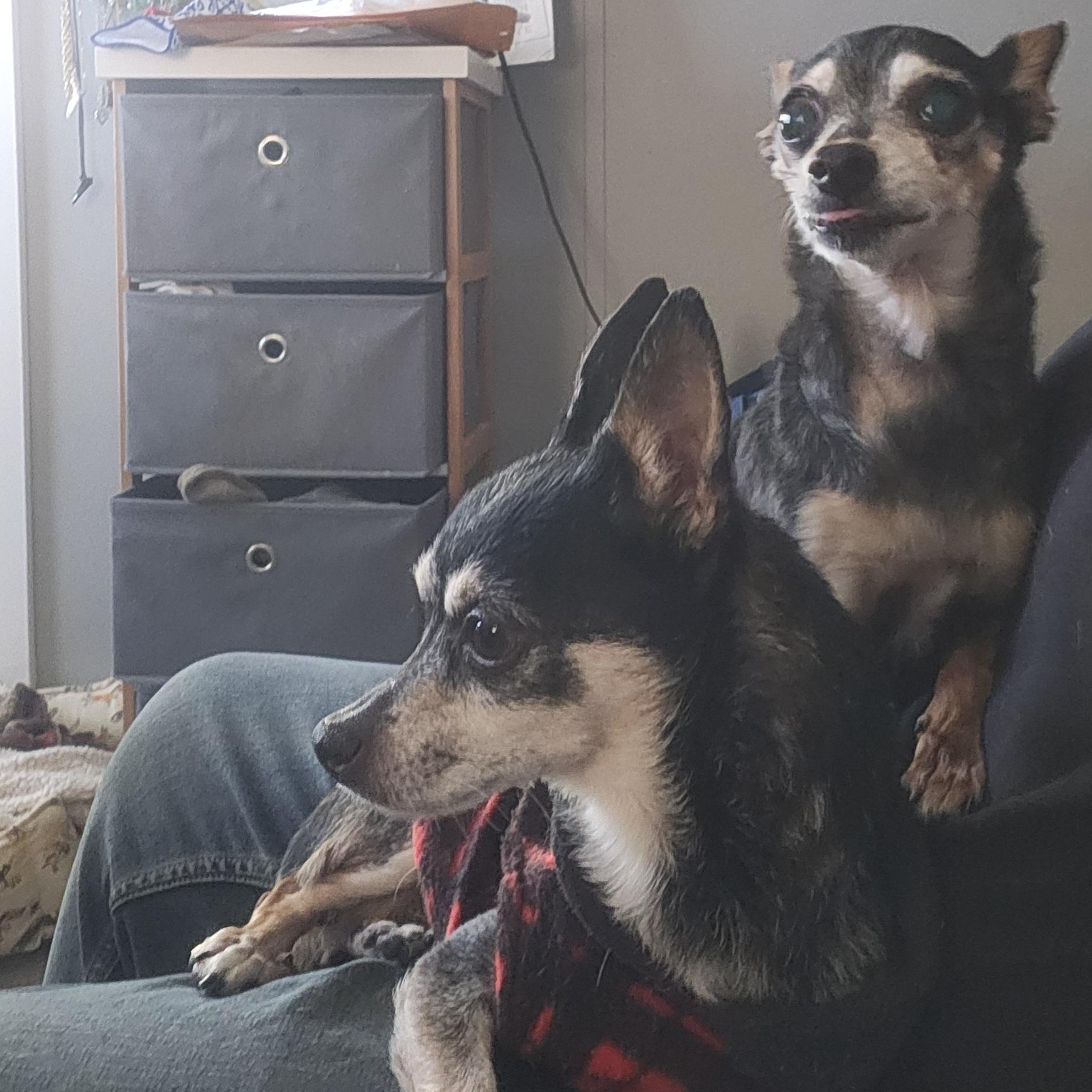 Bigg and Chiqus, a ADOPTABLE Chihuahua in Colorado Springs, CO image 1/4