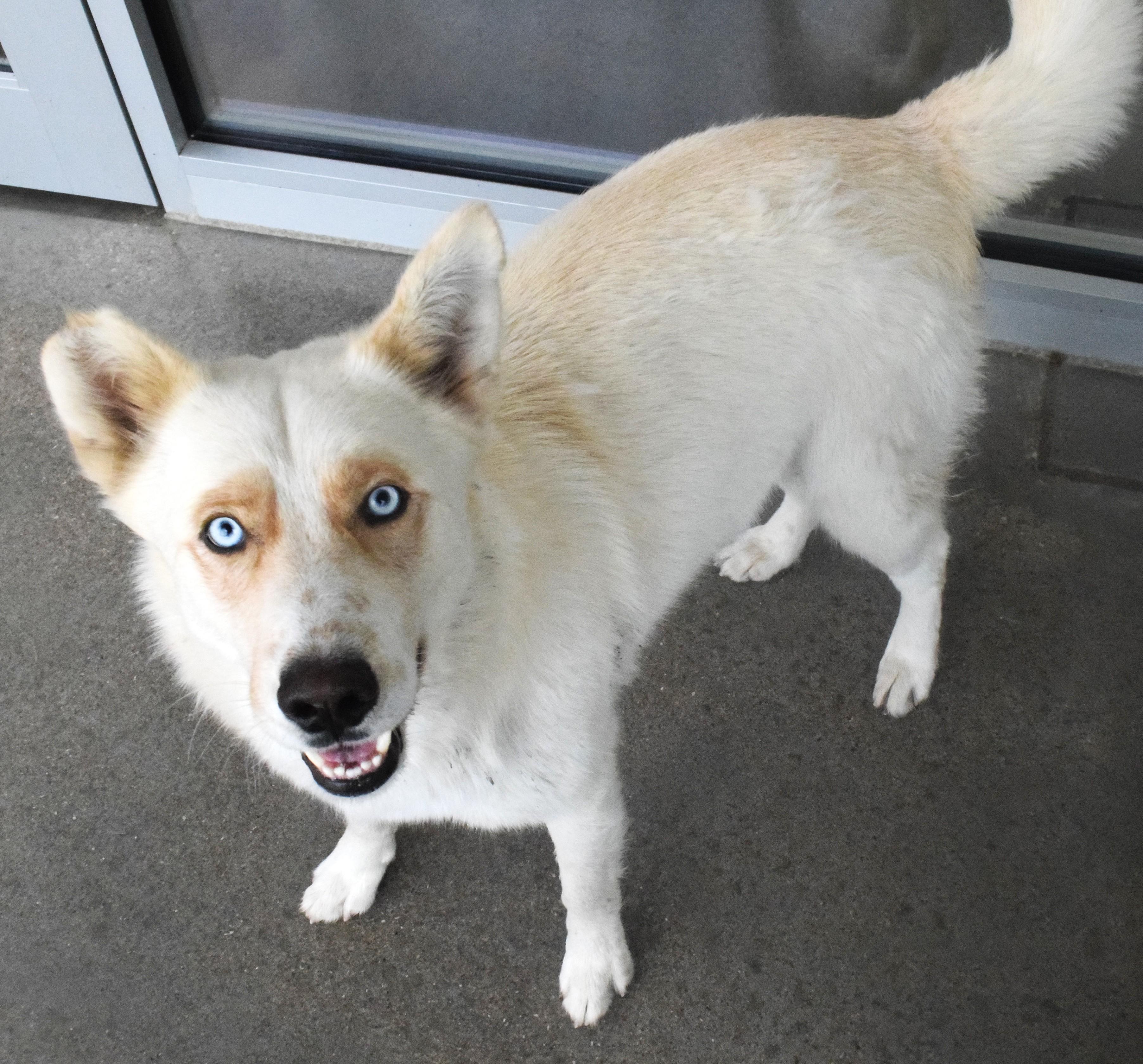 #21470, ADOPTABLE, Adult Male Husky.