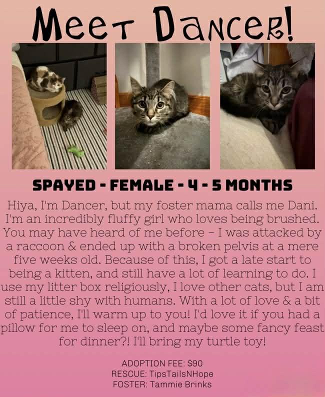 Dancer , ADOPTABLE, Young Female Domestic Medium Hair.