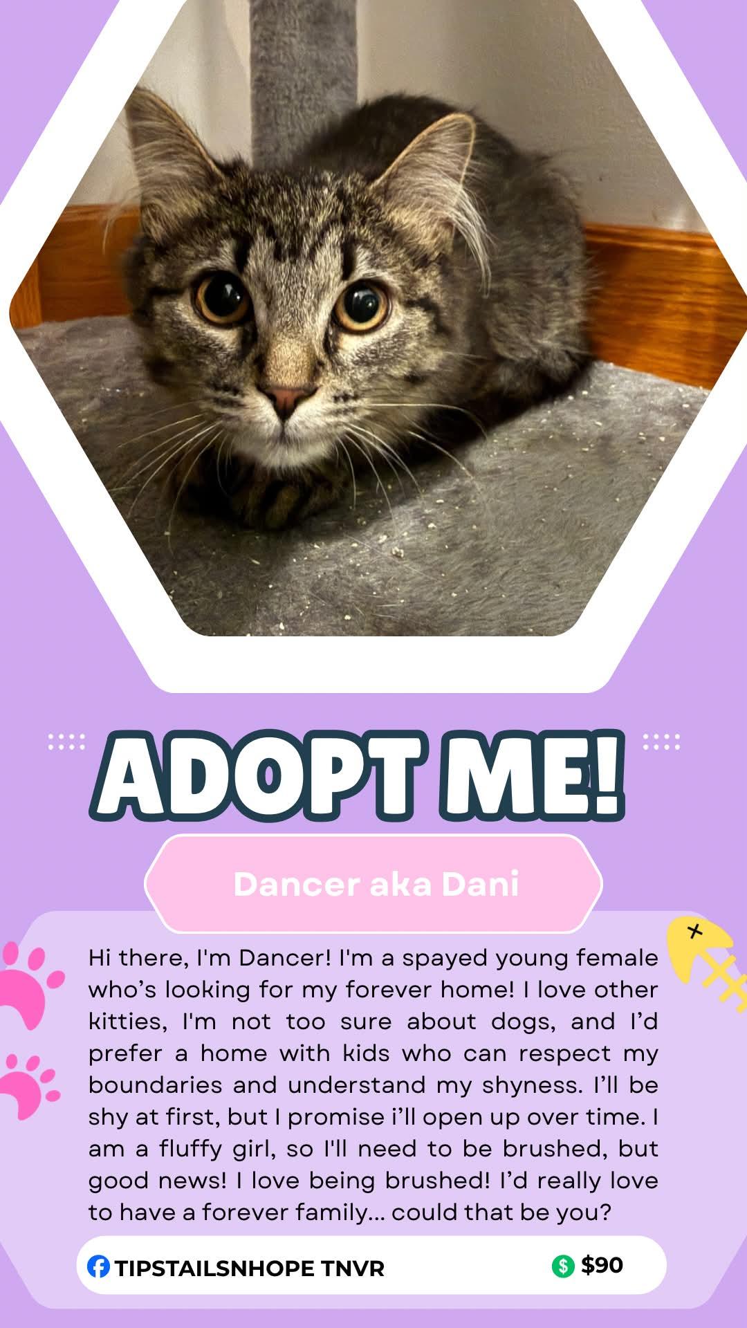 Dancer , ADOPTABLE, Young Female Domestic Medium Hair.