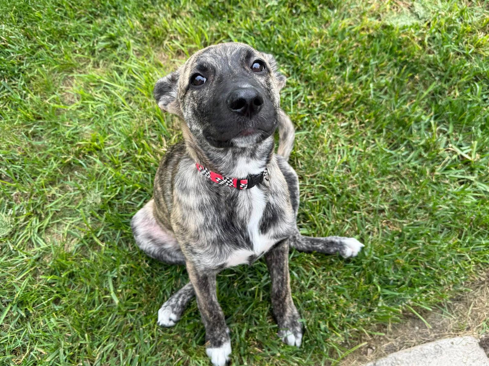 Enlarge Maple, a Adoptable Dutch Shepherd in Fort Thomas, KY image 1/3