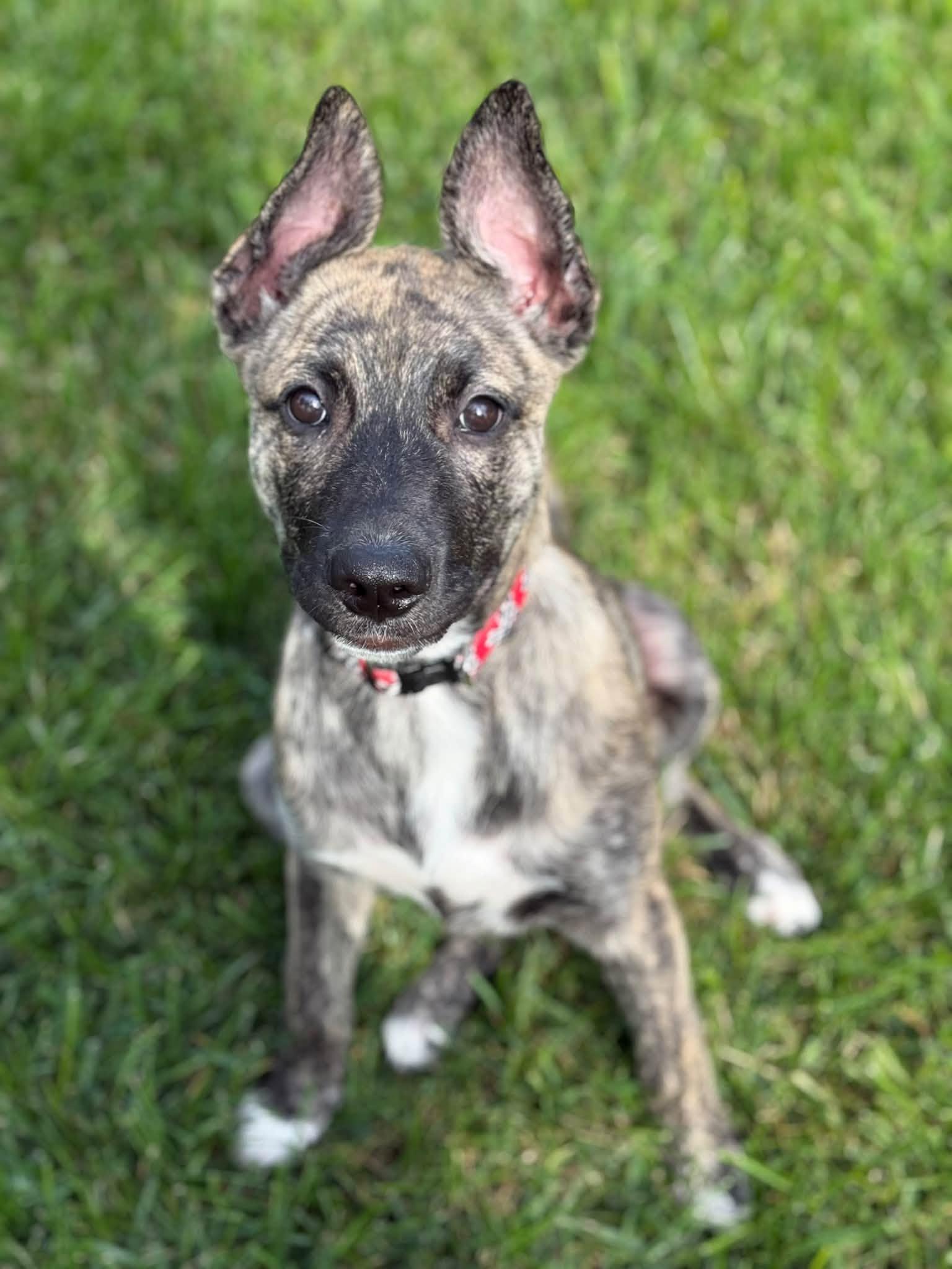 Enlarge Maple, a Adoptable Dutch Shepherd in Fort Thomas, KY image 2/3