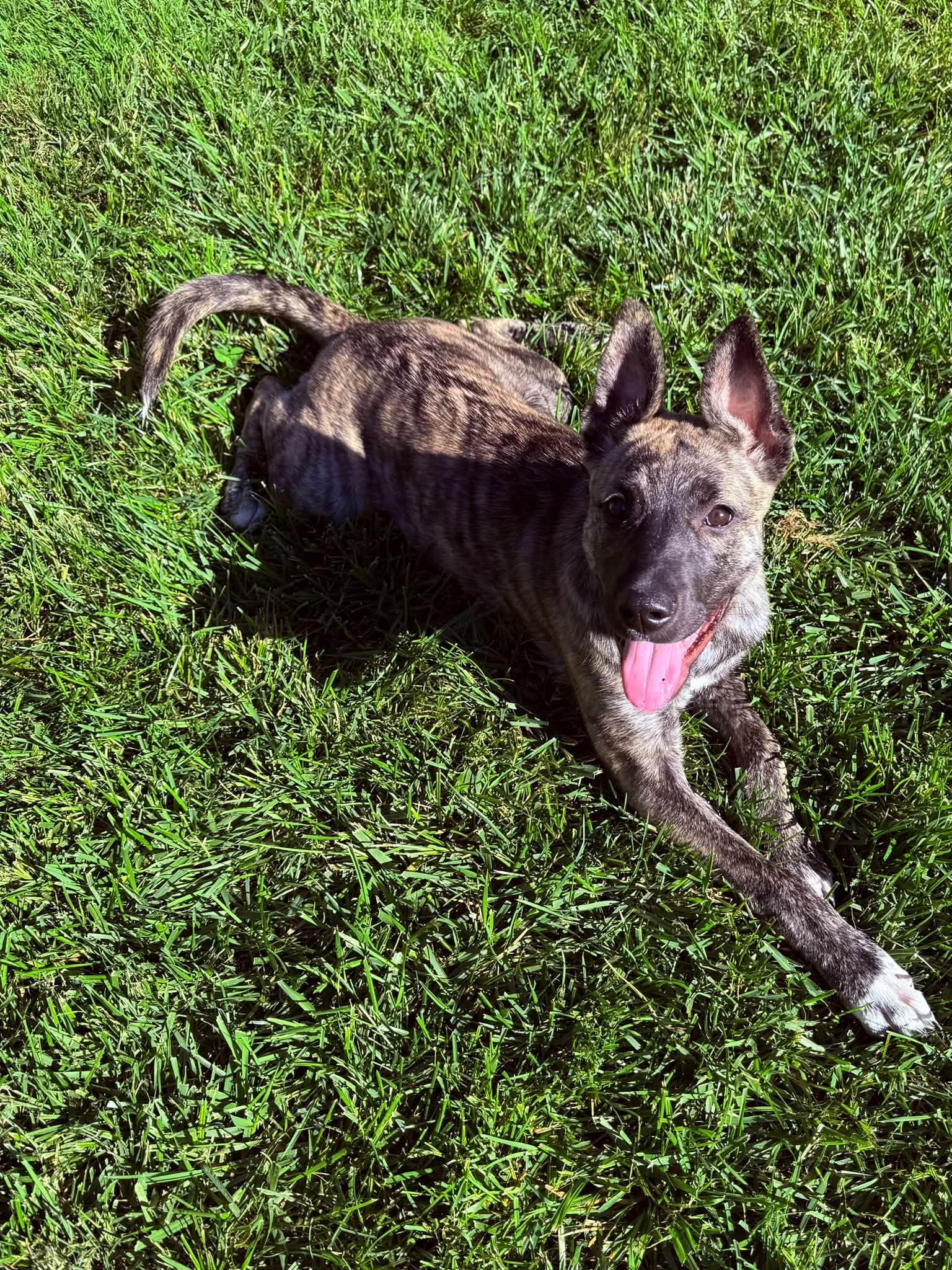 Enlarge Maple, a Adoptable Dutch Shepherd in Fort Thomas, KY image 3/3