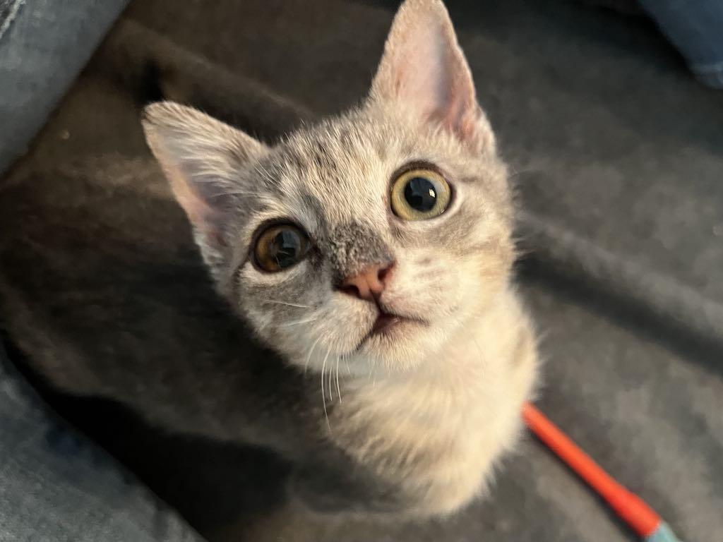 Cats for Adoption Dearborn: Find Your Perfect Feline Friend Today