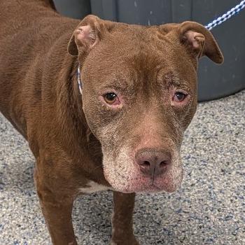 Fat Mama, Adoptable, Adult Female Mixed Breed.