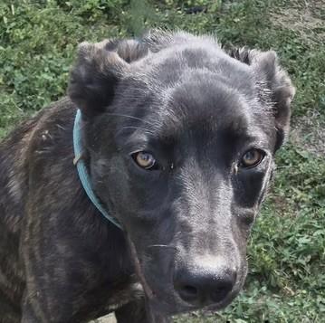 LULU, ADOPTABLE, Young Female Belgian Shepherd / Malinois.