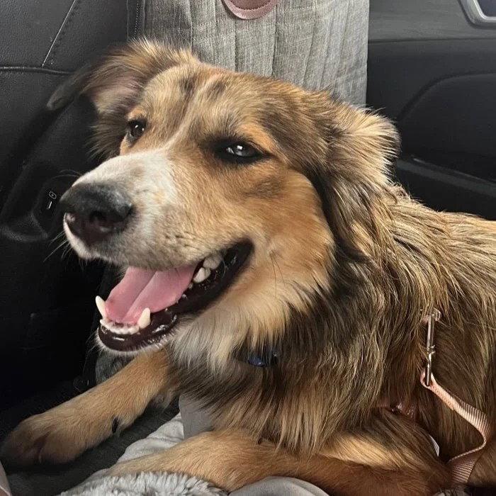 Maddie (adoption Pending), Adoptable, Young Female Shetland Sheepdog / Sheltie & Australian Shepherd.