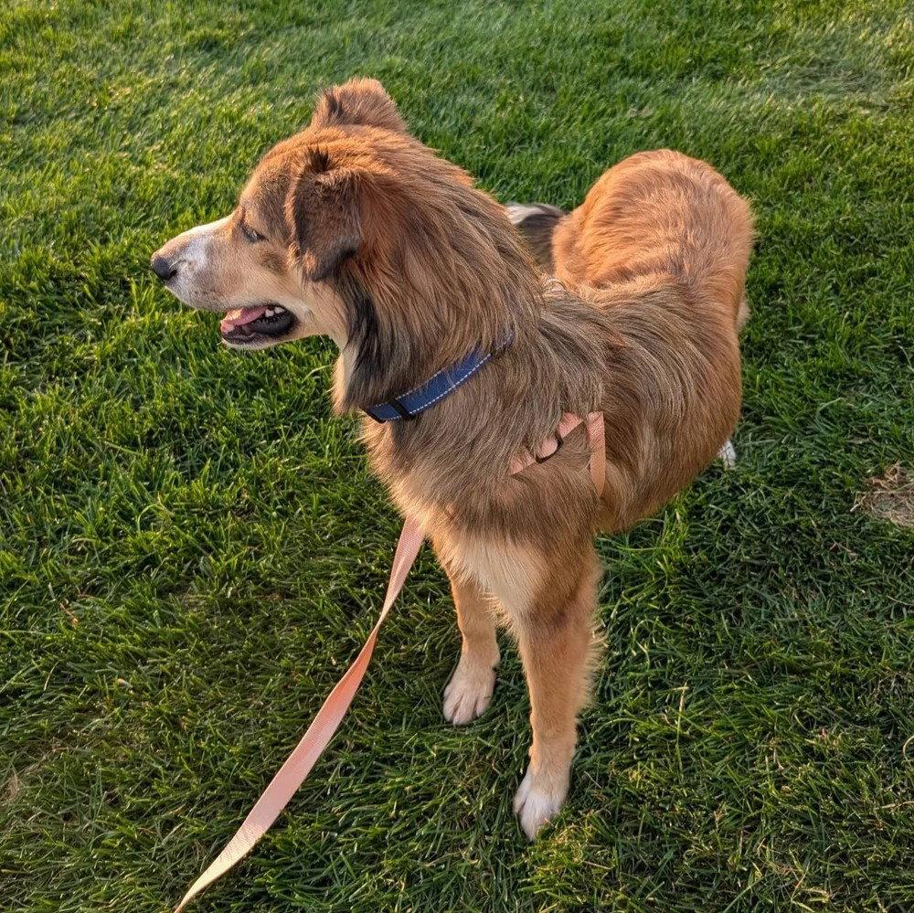 Enlarge Maddie (adoption Pending), a Adoptable mixed breed in Dublin, OH image 2/2