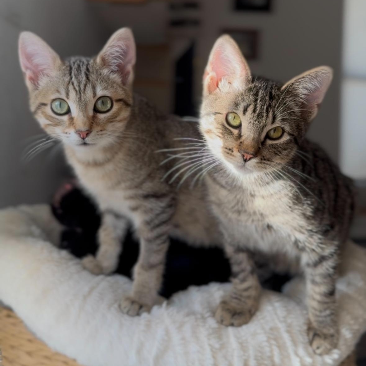 Moo, a Adoptable Domestic Short Hair in Garden Grove, CA image 2/6