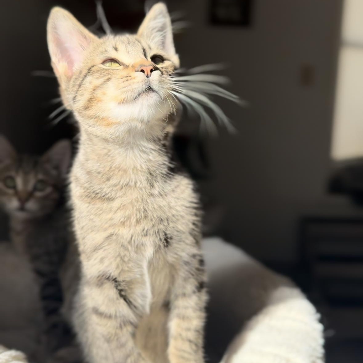 Moo, Adoptable, Young Male Domestic Short Hair.