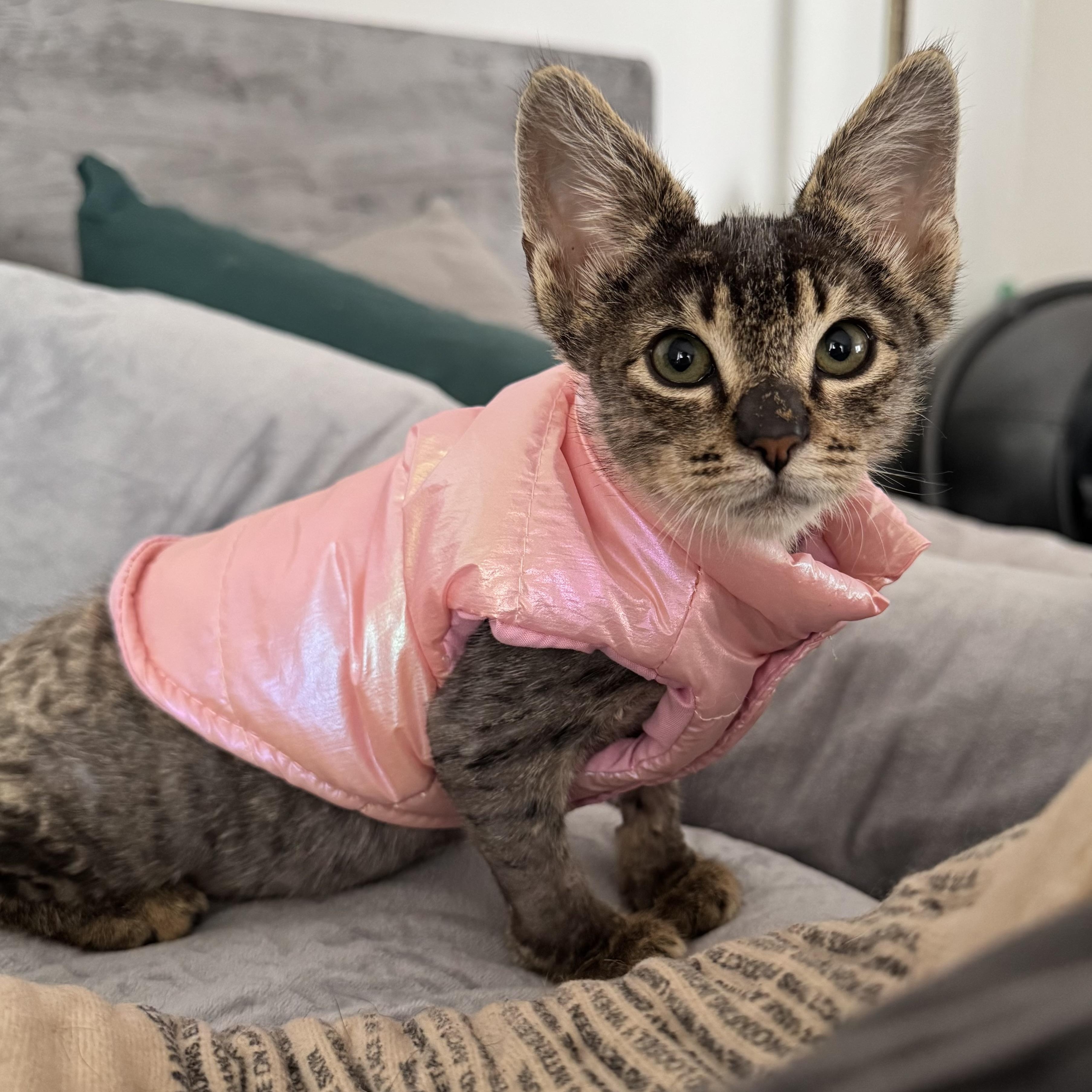 Moo, a Adoptable Domestic Short Hair in Garden Grove, CA image 3/6