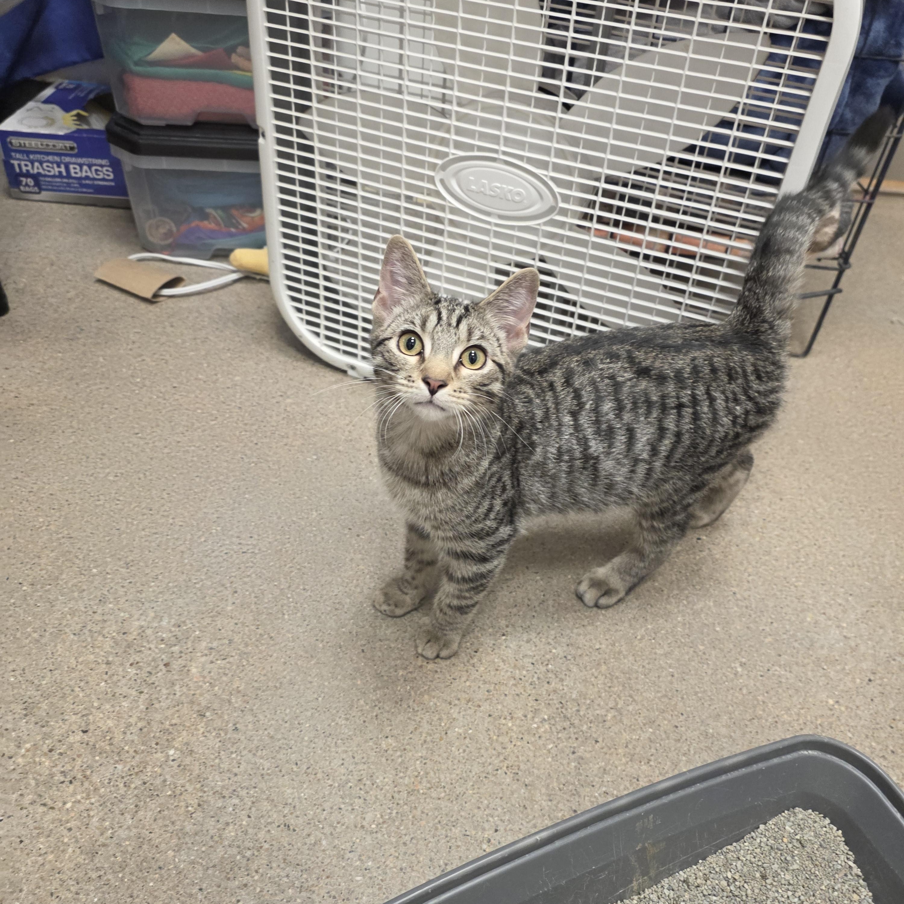 Max, Adoptable, Kitten Male Domestic Short Hair.