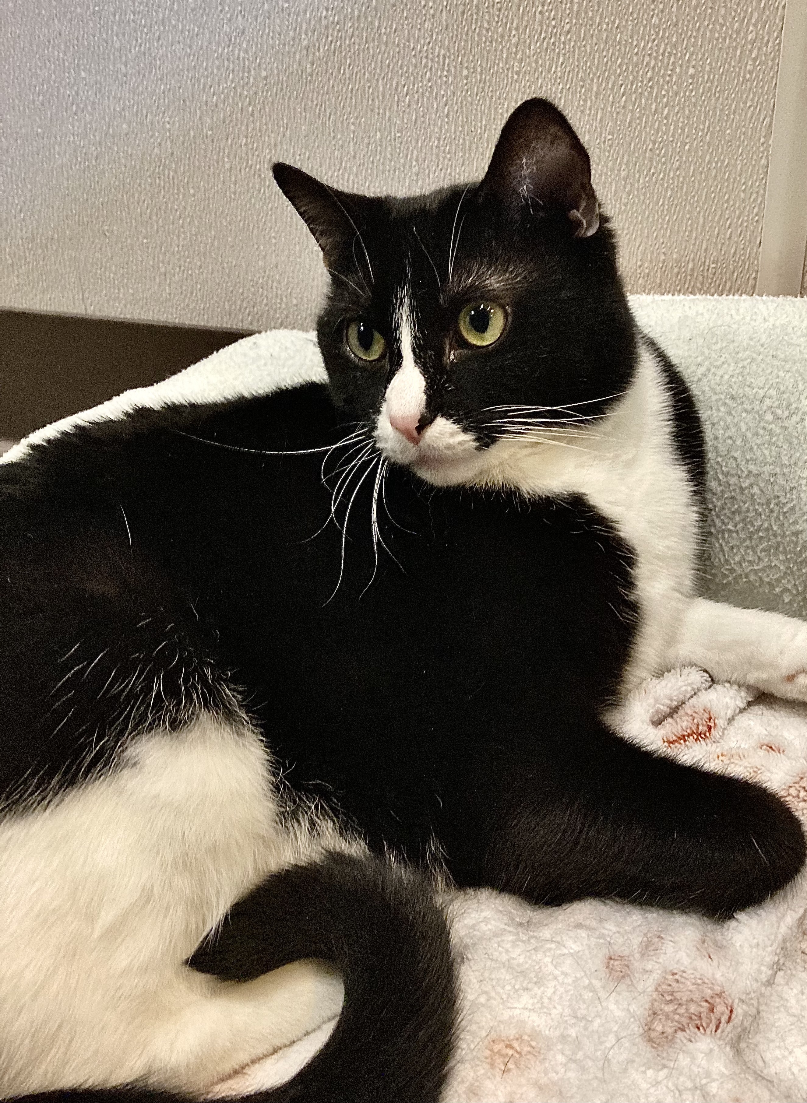 Mitzy, a Adoptable Domestic Short Hair in Salisbury, NC image 3/6