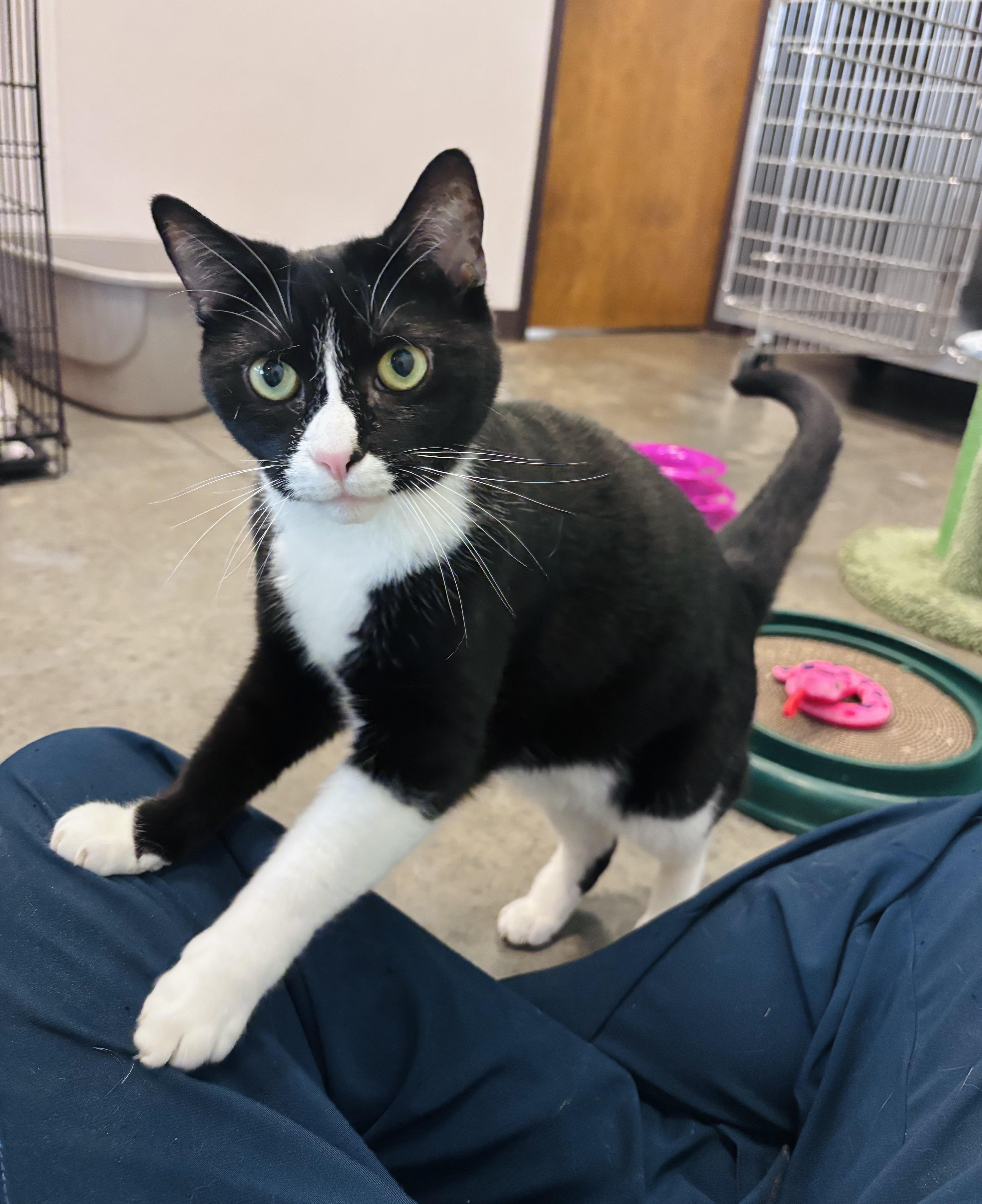 Mitzi, a Adoptable Domestic Short Hair in Salisbury, NC image 5/6