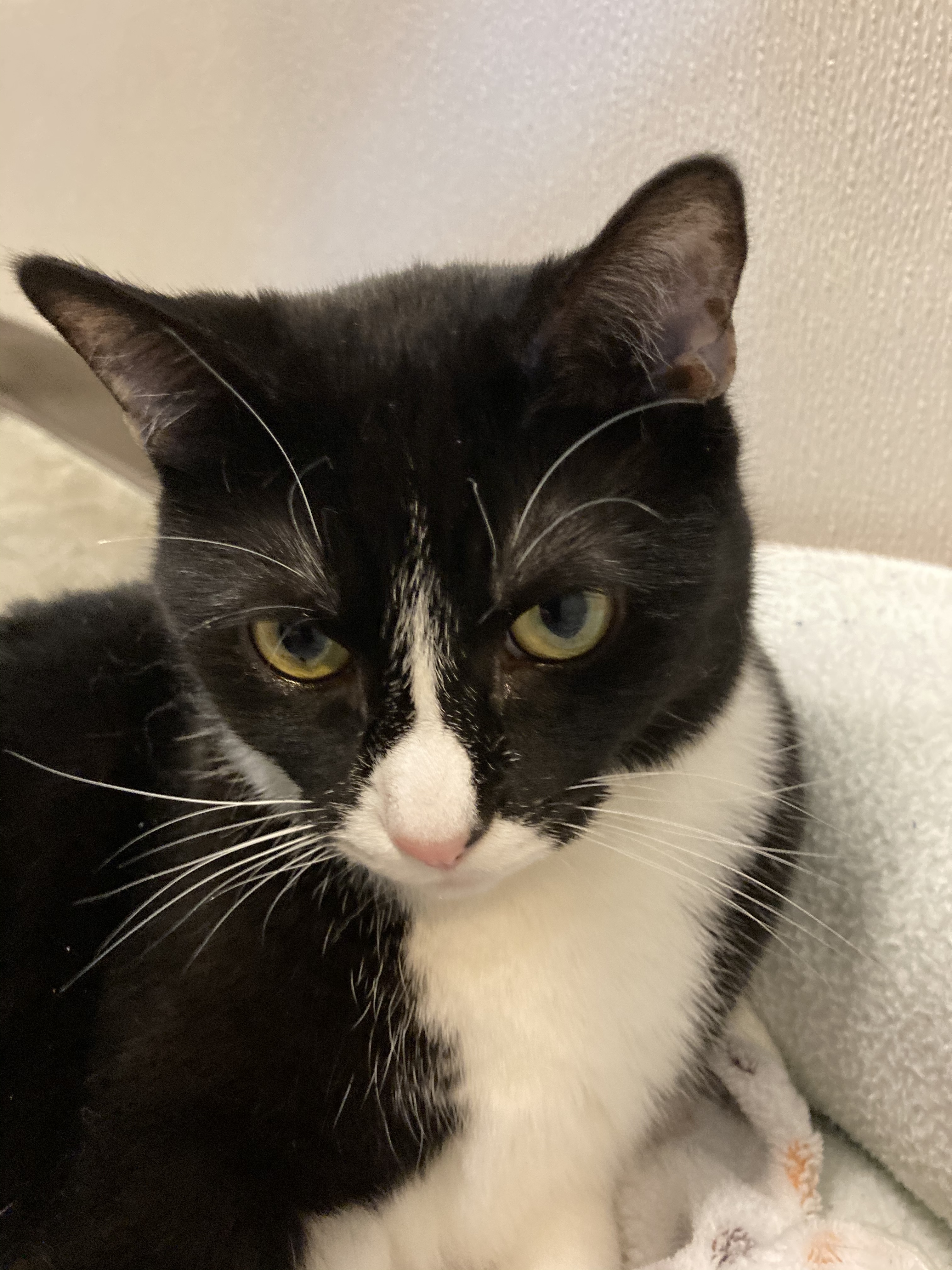 Mitzy, a Adoptable Domestic Short Hair in Salisbury, NC image 2/6