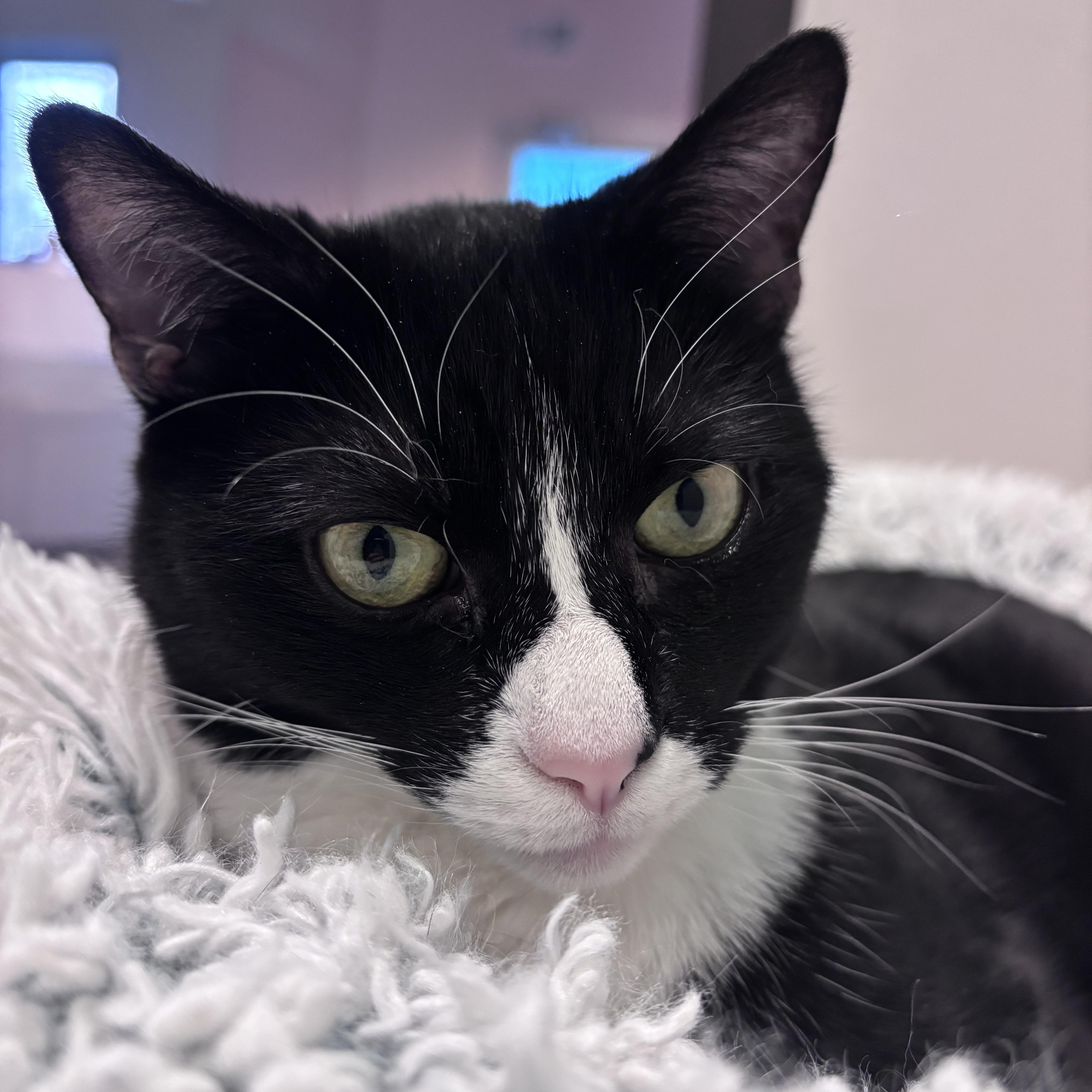 Mitzy, Adoptable, Adult Female Domestic Short Hair.