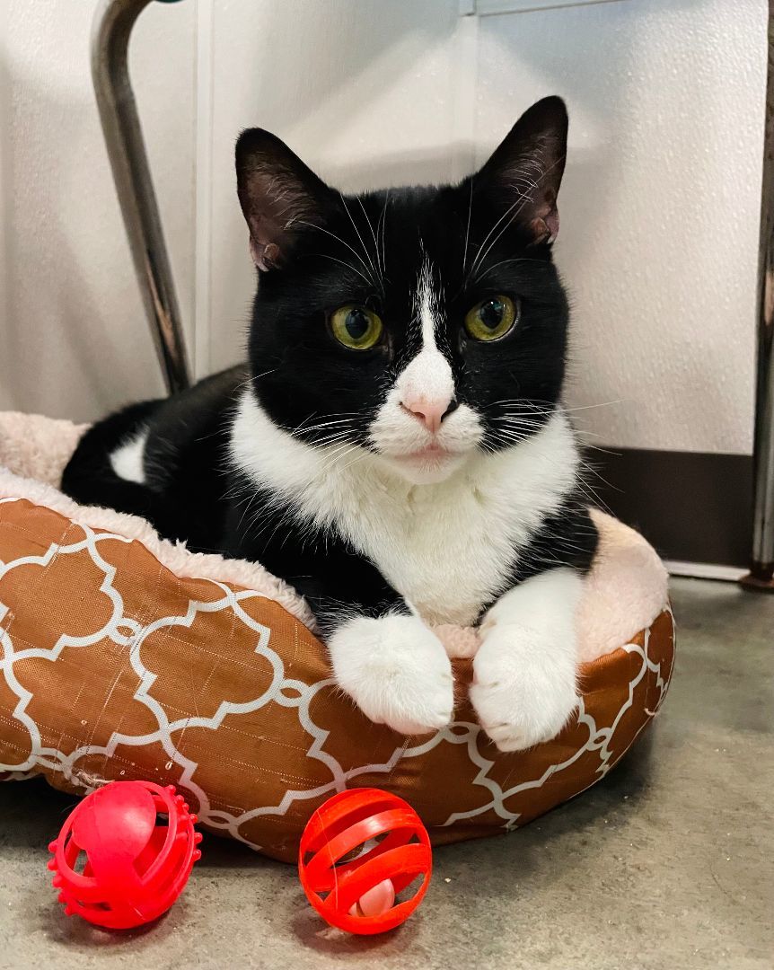 Mitzy, Adoptable, Adult Female Domestic Short Hair.