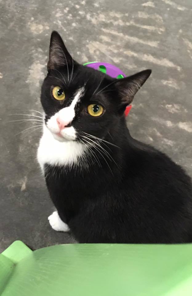 Mitzy, a Adoptable Domestic Short Hair in Salisbury, NC image 5/6