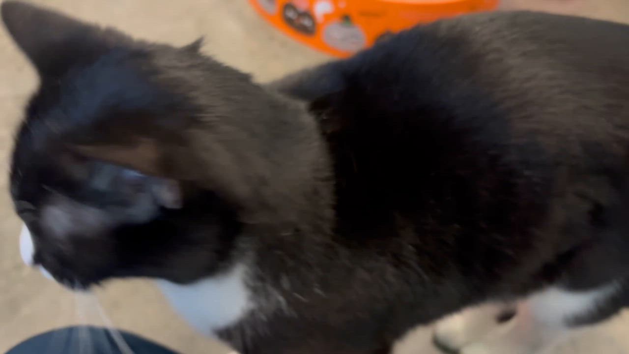 Enlarge Mitzi, a Adoptable Domestic Short Hair in Salisbury, NC video 6/6