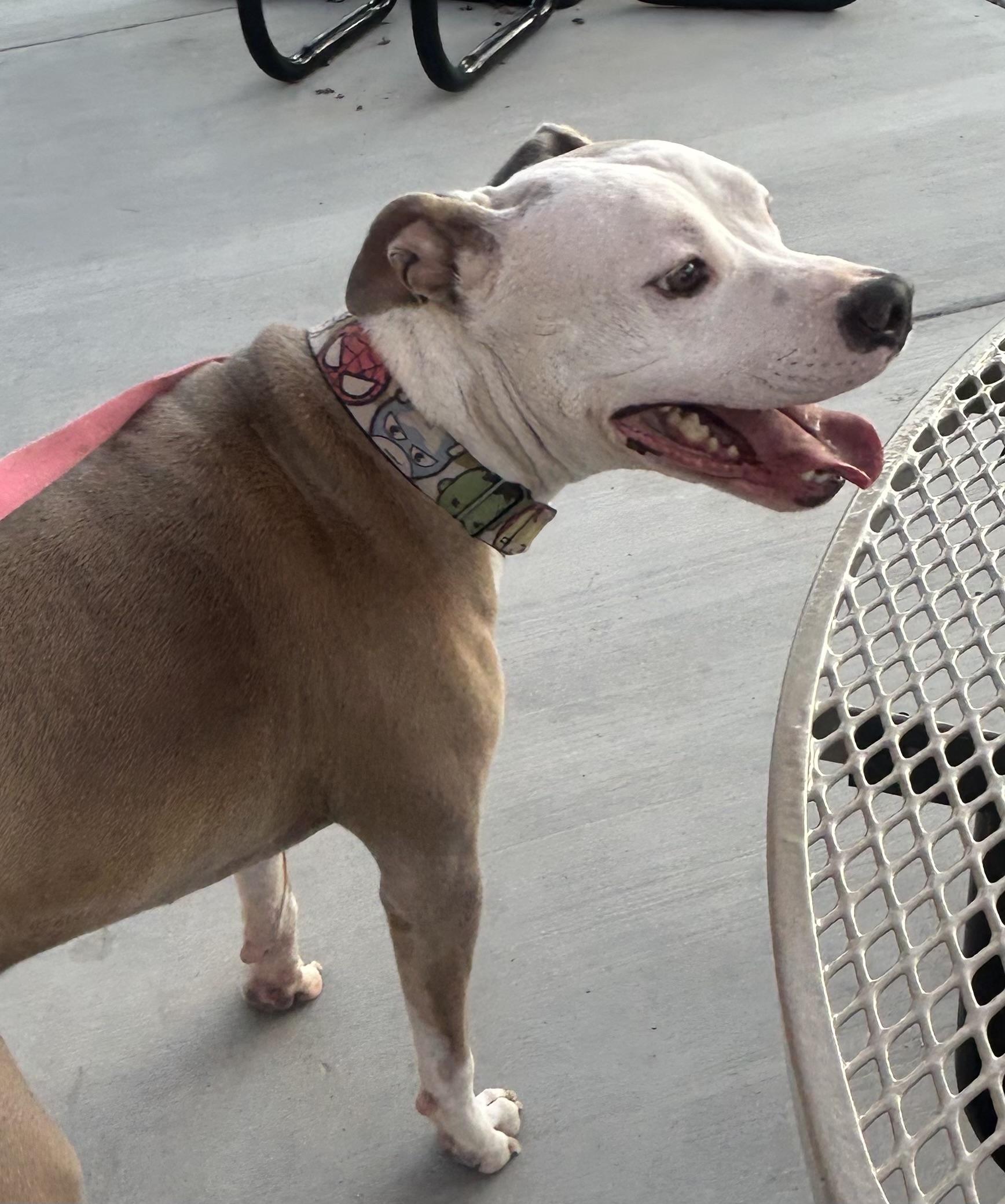 Oshin, Adopted, Adult Male American Staffordshire Terrier.