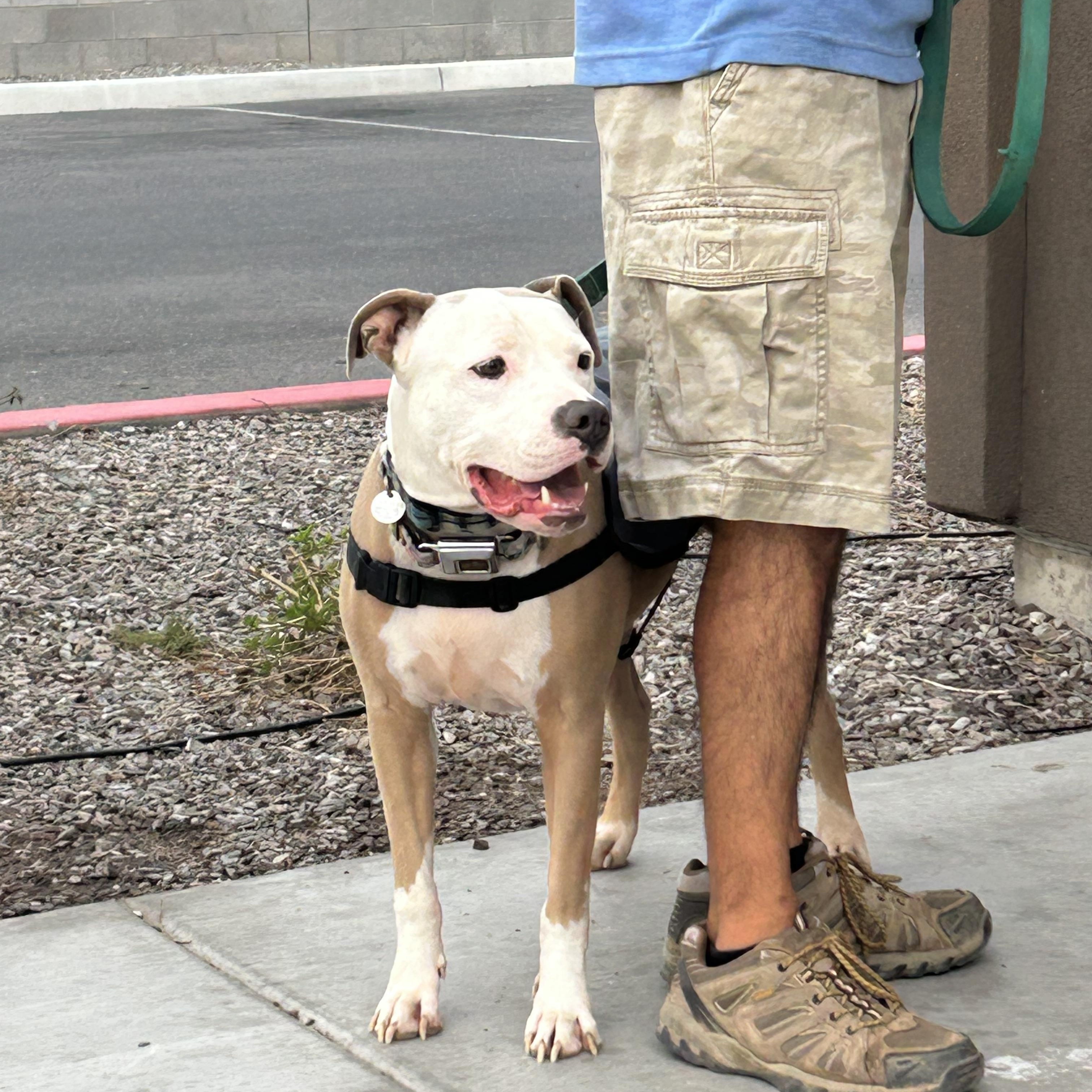 Enlarge Oshin, a Adopted mixed breed in Gilbert, AZ image 3/5
