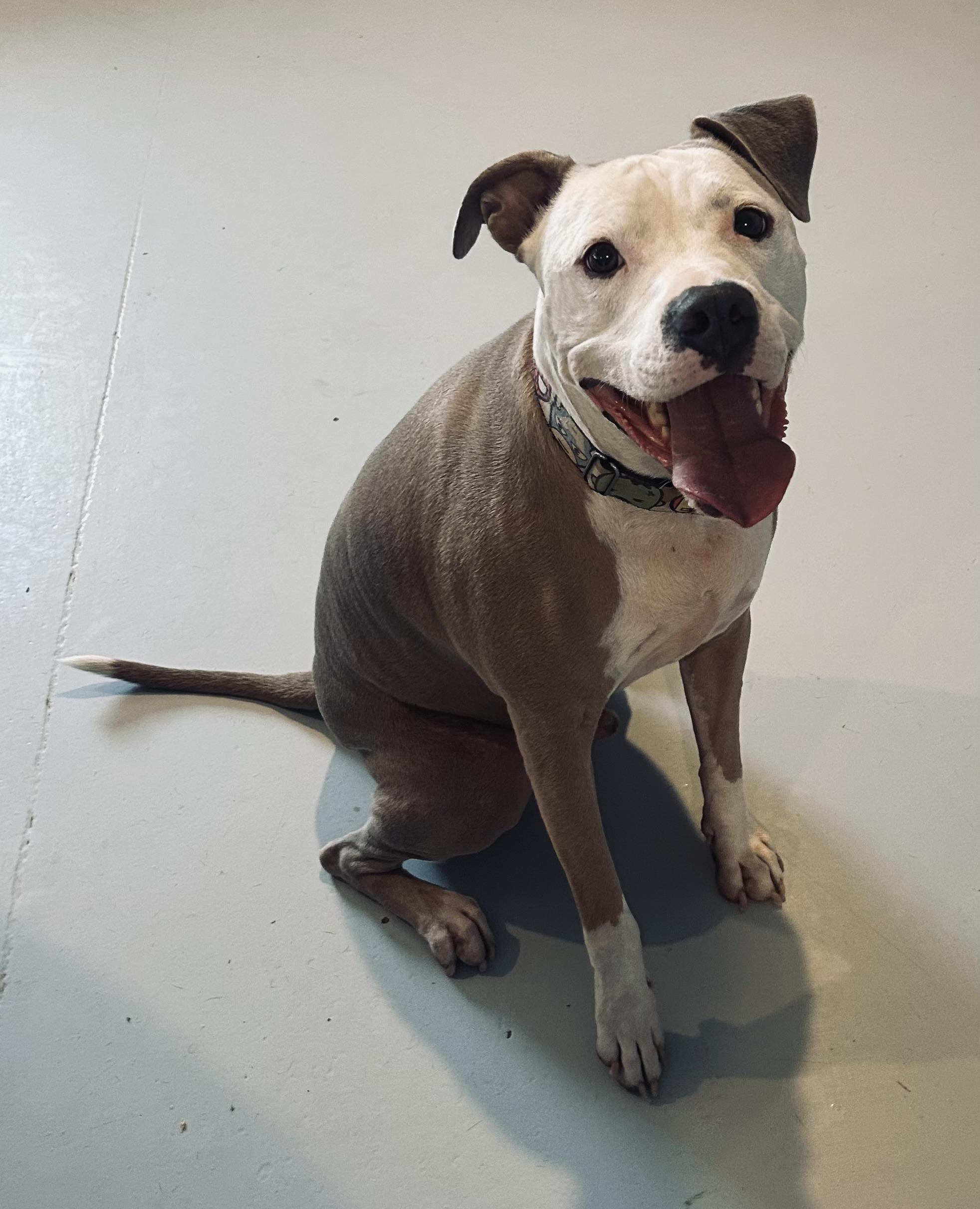 Enlarge Oshin, a Adopted mixed breed in Gilbert, AZ image 4/5