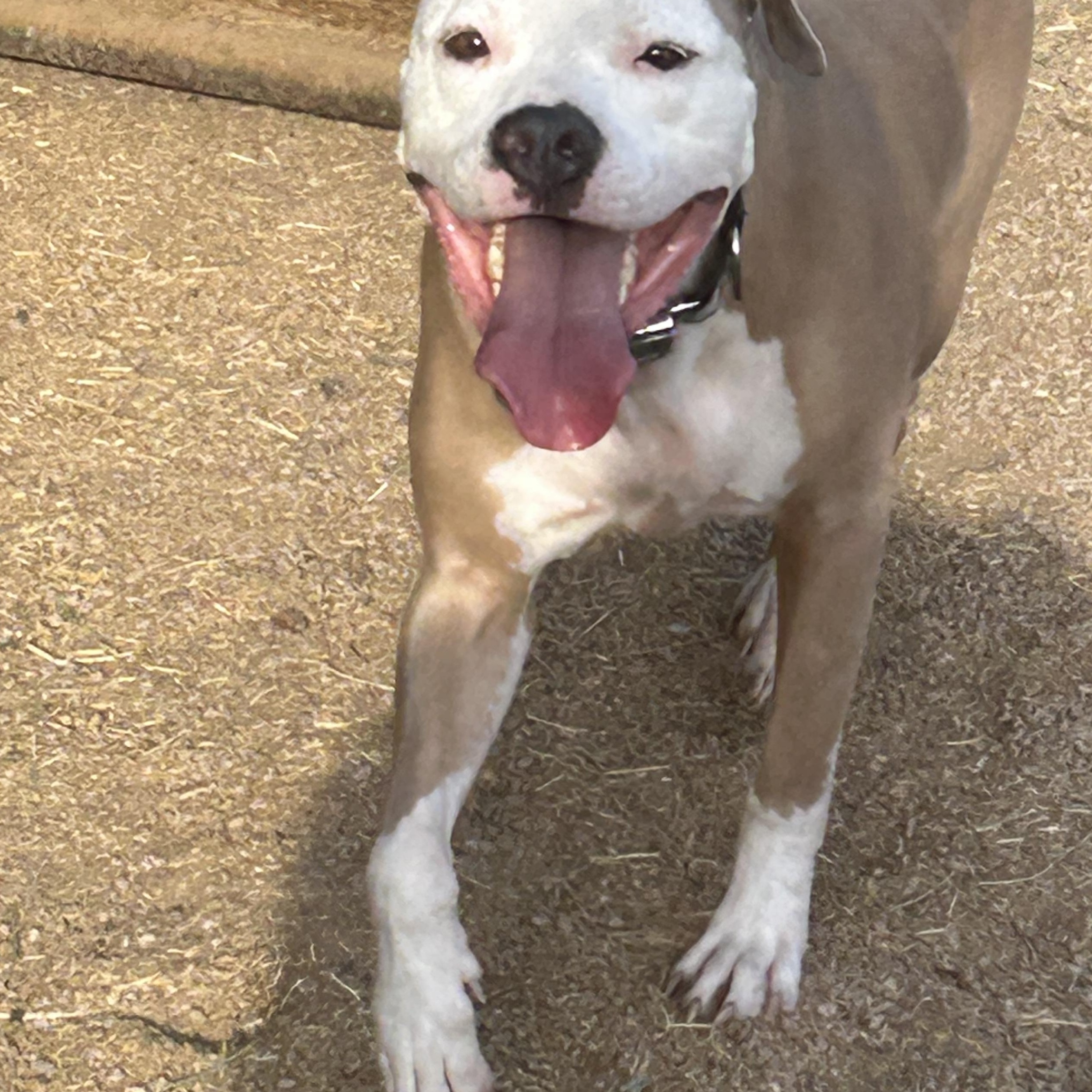 Enlarge Oshin, a Adopted mixed breed in Gilbert, AZ image 5/5