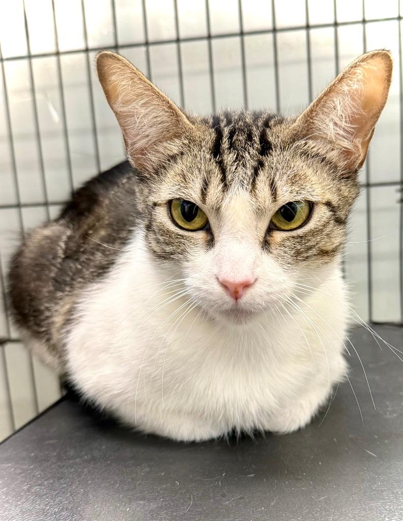 Melon, Adoptable, Adult Female Domestic Short Hair.
