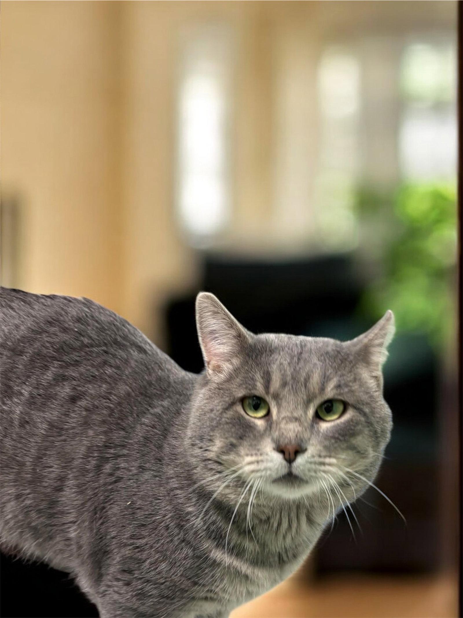 Enlarge Baby, a Adopted Domestic Short Hair in Champaign, IL image 1/3