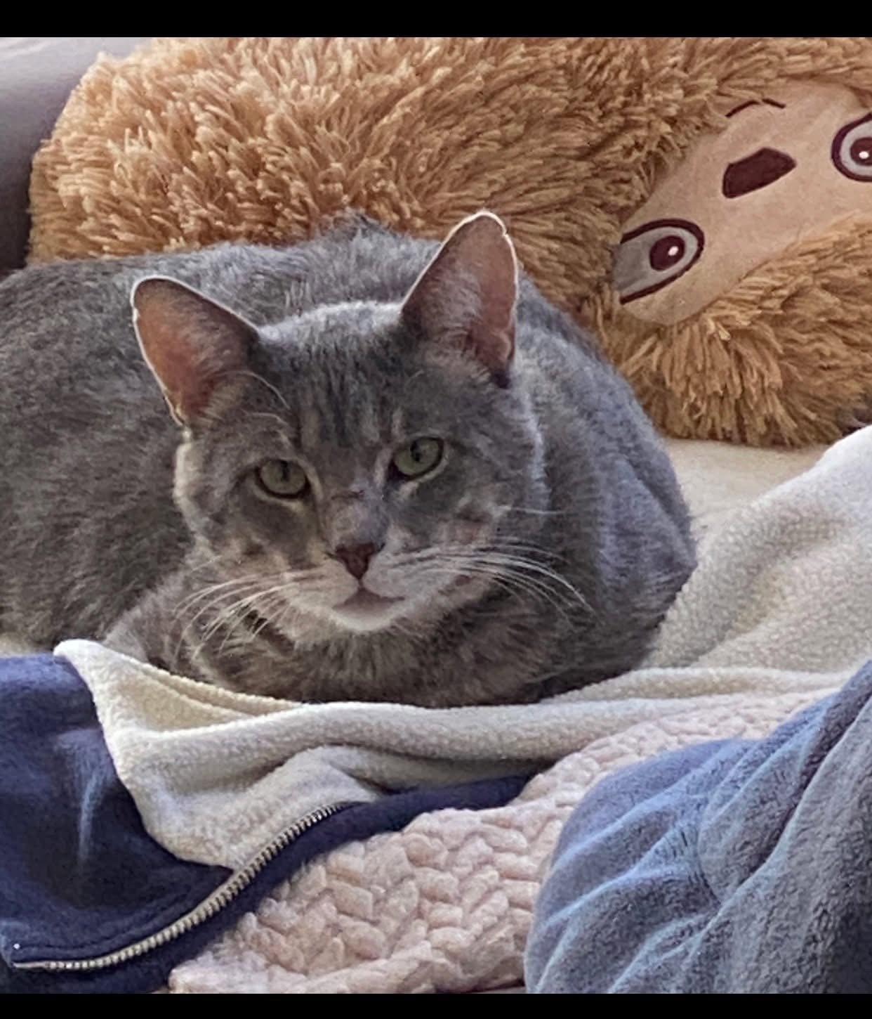 Enlarge Baby, a Adopted Domestic Short Hair in Champaign, IL image 2/3