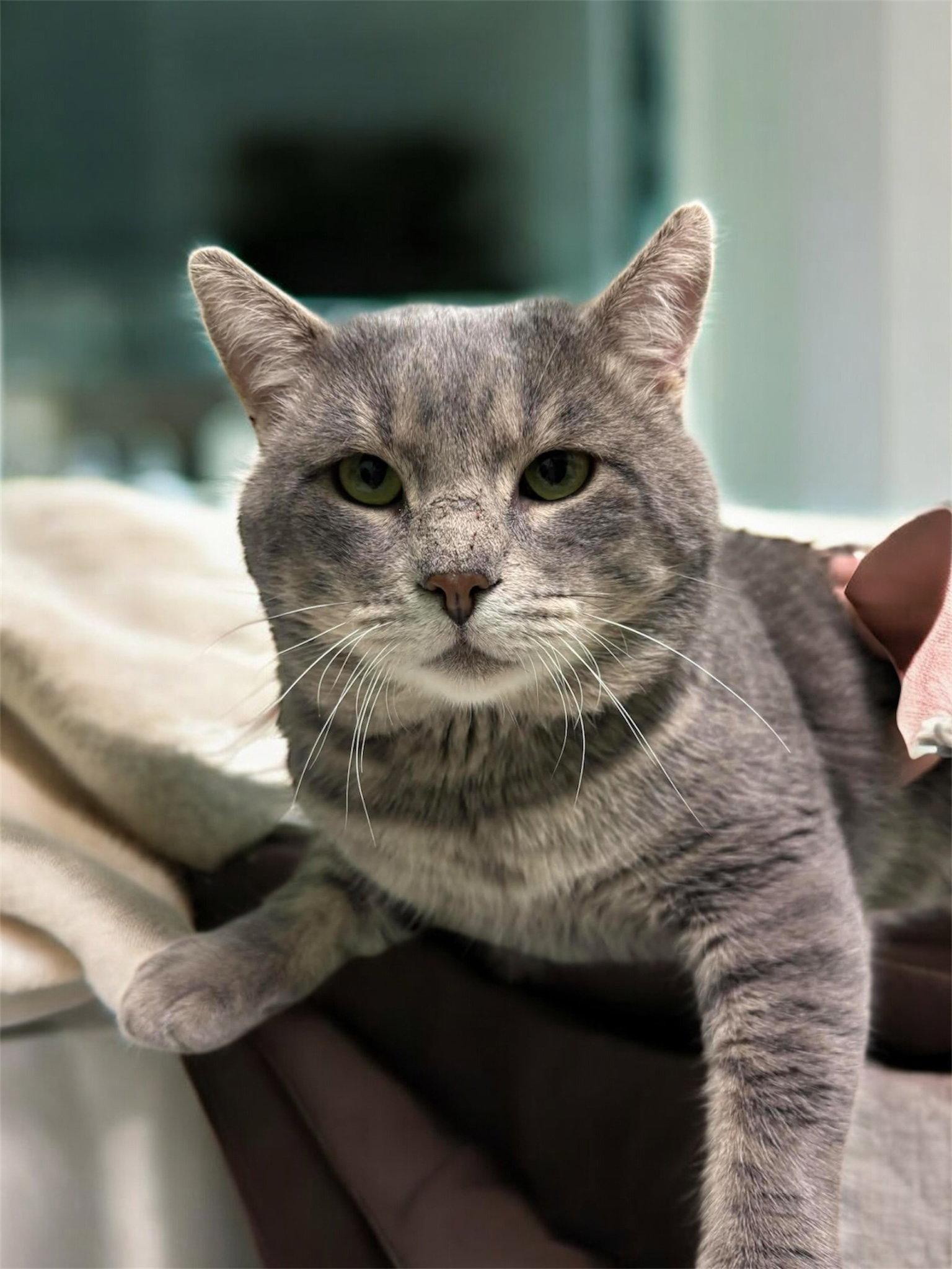 Enlarge Baby, a Adopted Domestic Short Hair in Champaign, IL image 3/3