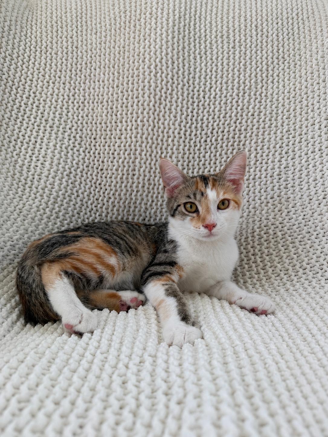 Aurora, a ADOPTABLE Calico in Copley, OH image 5/5